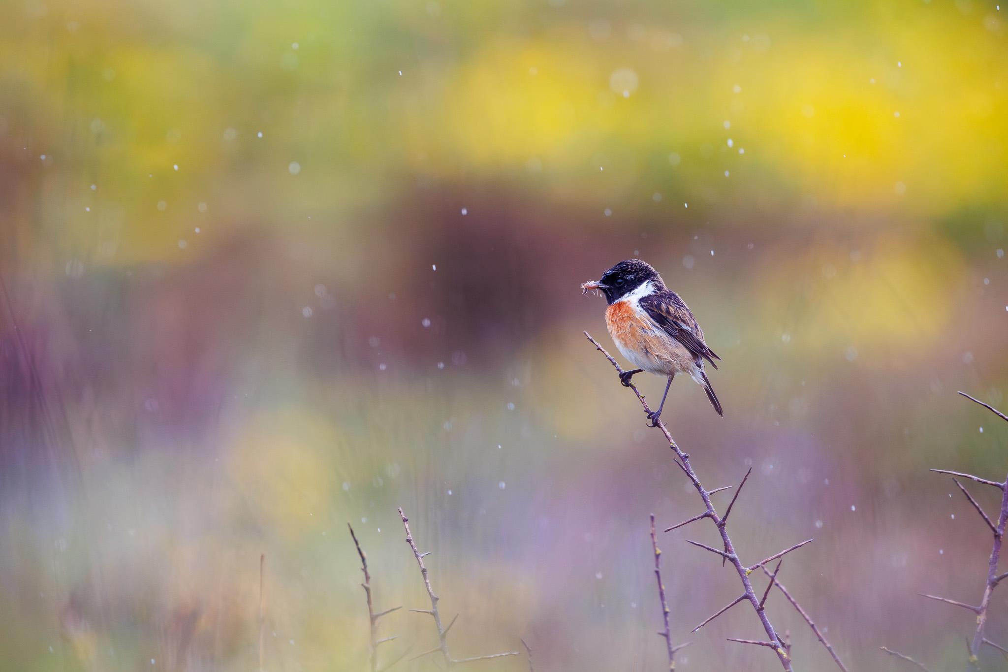 Tarier Pâtre en Bretagne sous la pluie