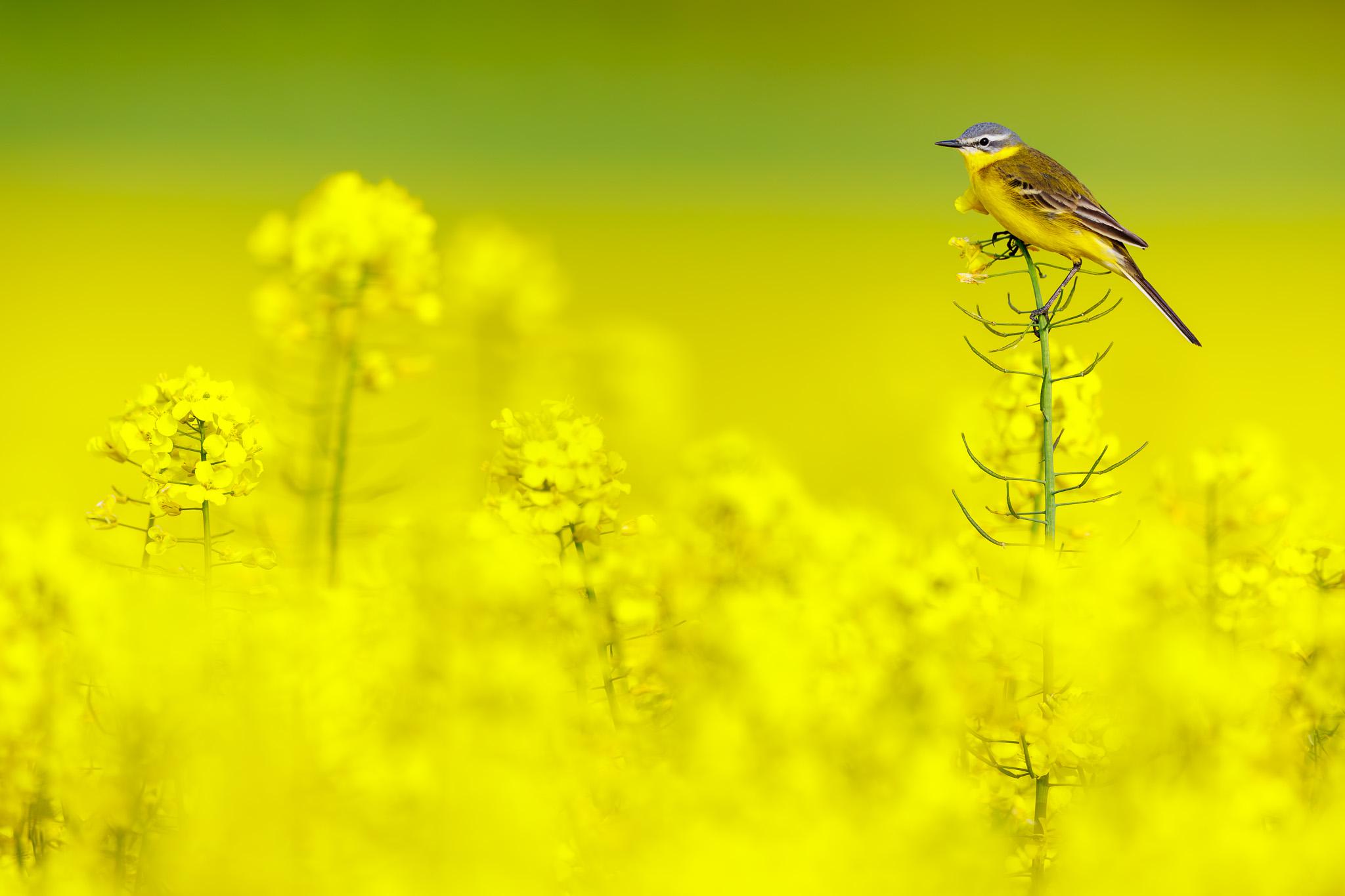 Bergeronnette dans le colza