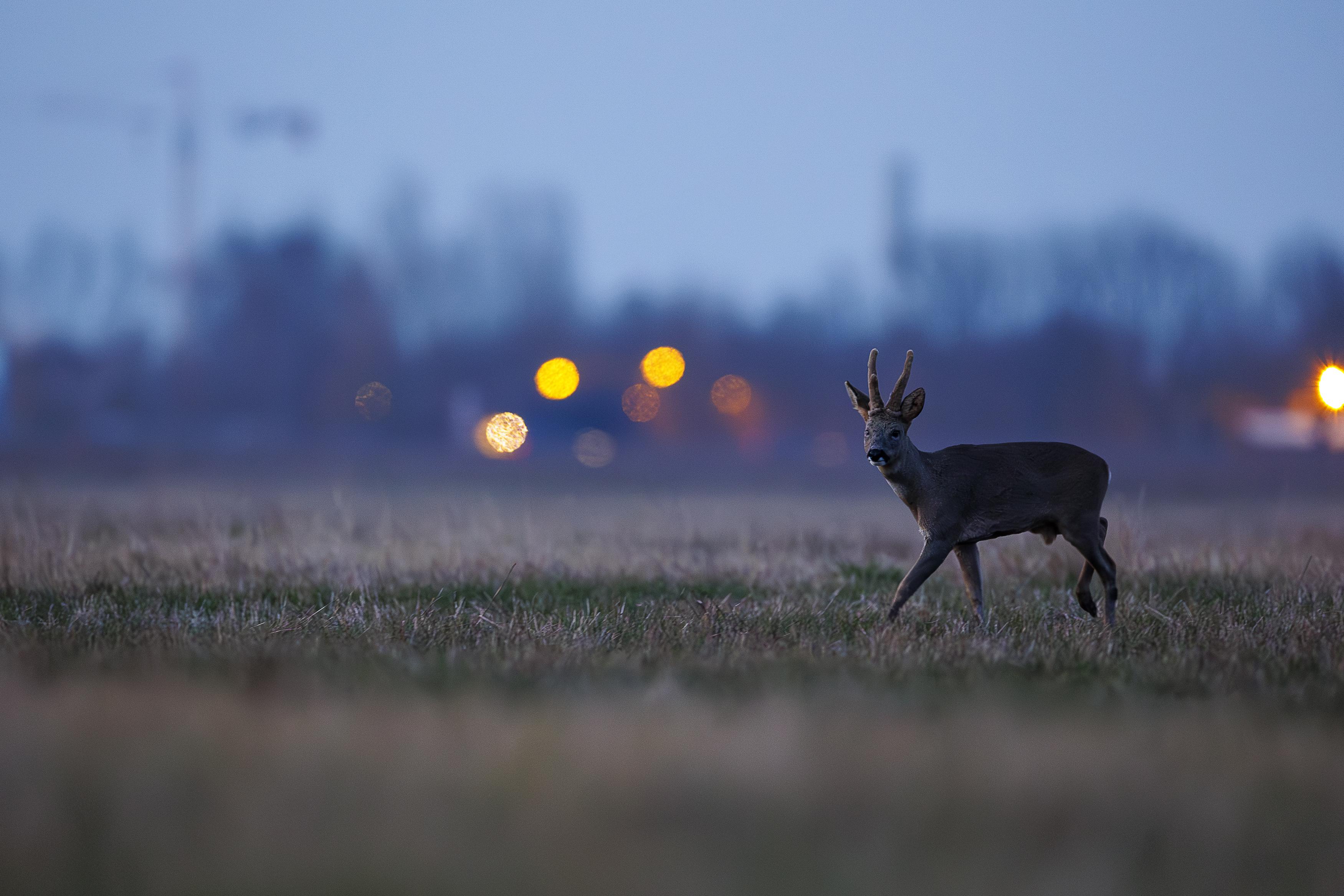 Photo prise en affût en bordure de forêt en IDF en bordure d'autoroute.