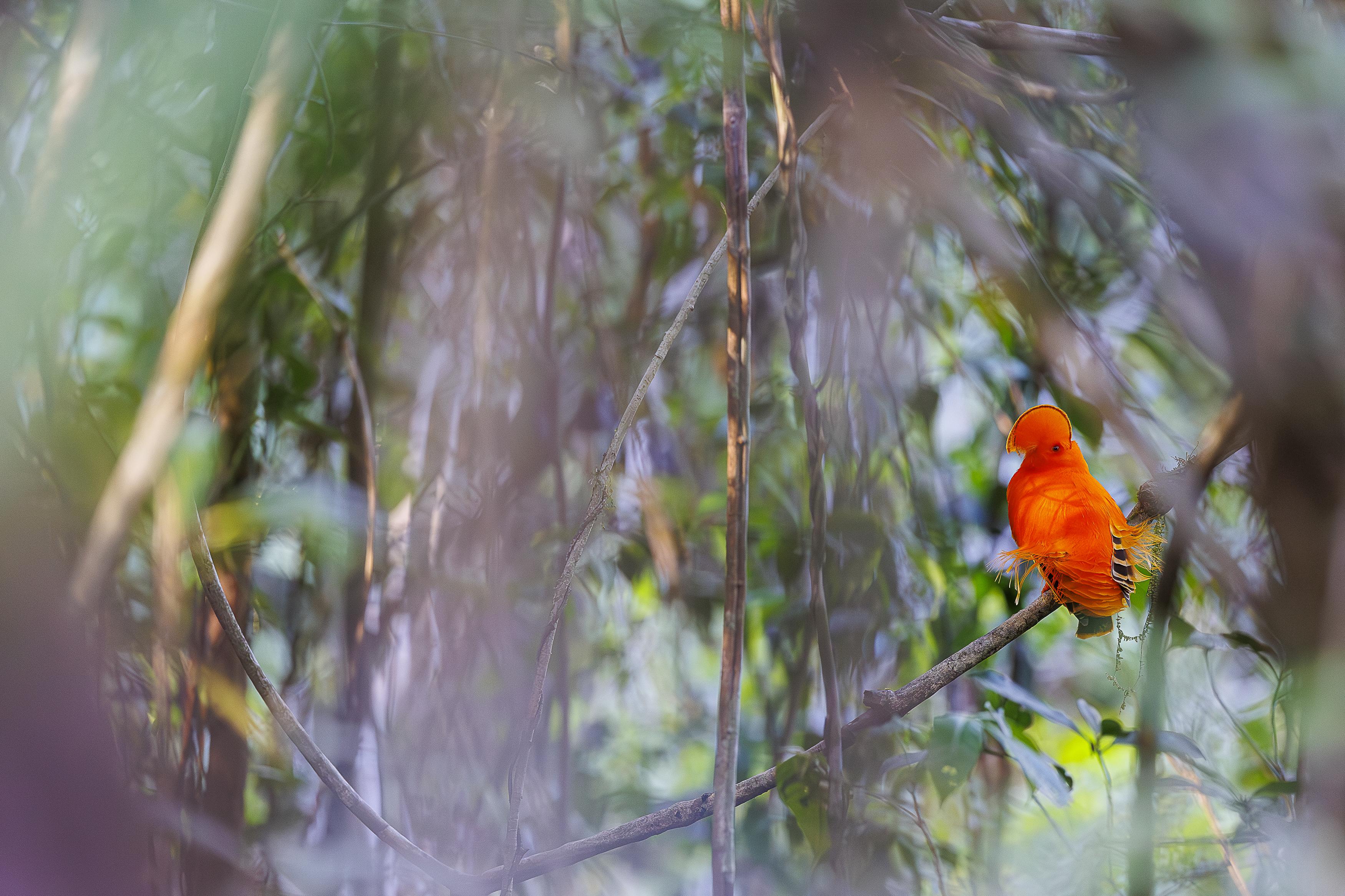 Coq de roche en Guyane