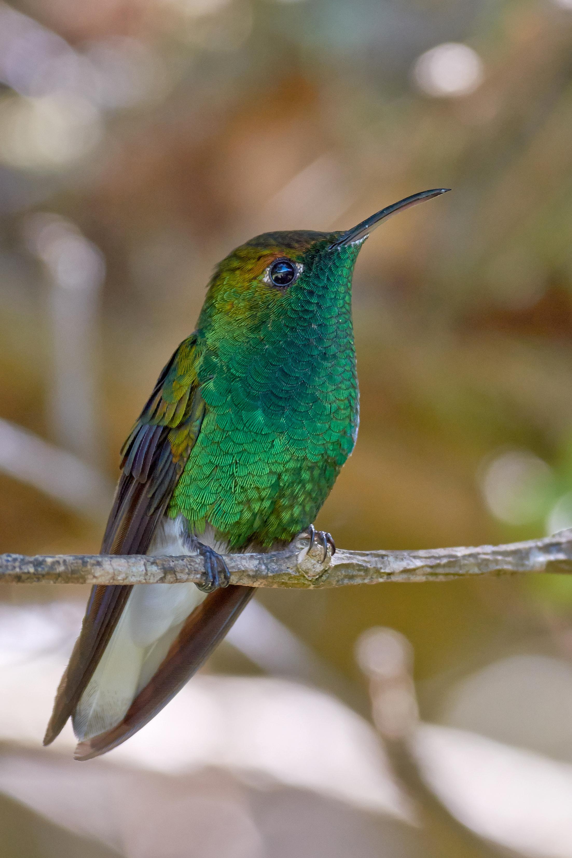 Colibri à tête cuivrée
