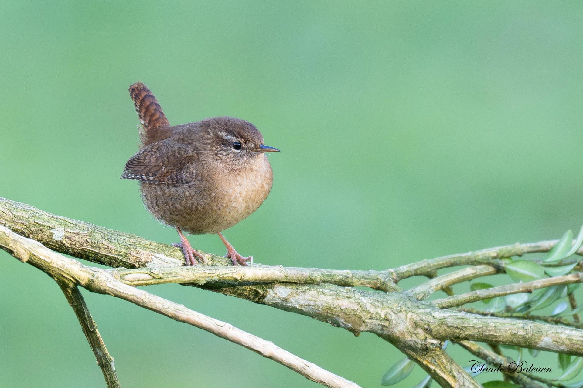 Je commence l’année 2026 avec le "TROGLODYTE MIGNON " , l’un des plus petits passereaux de France.