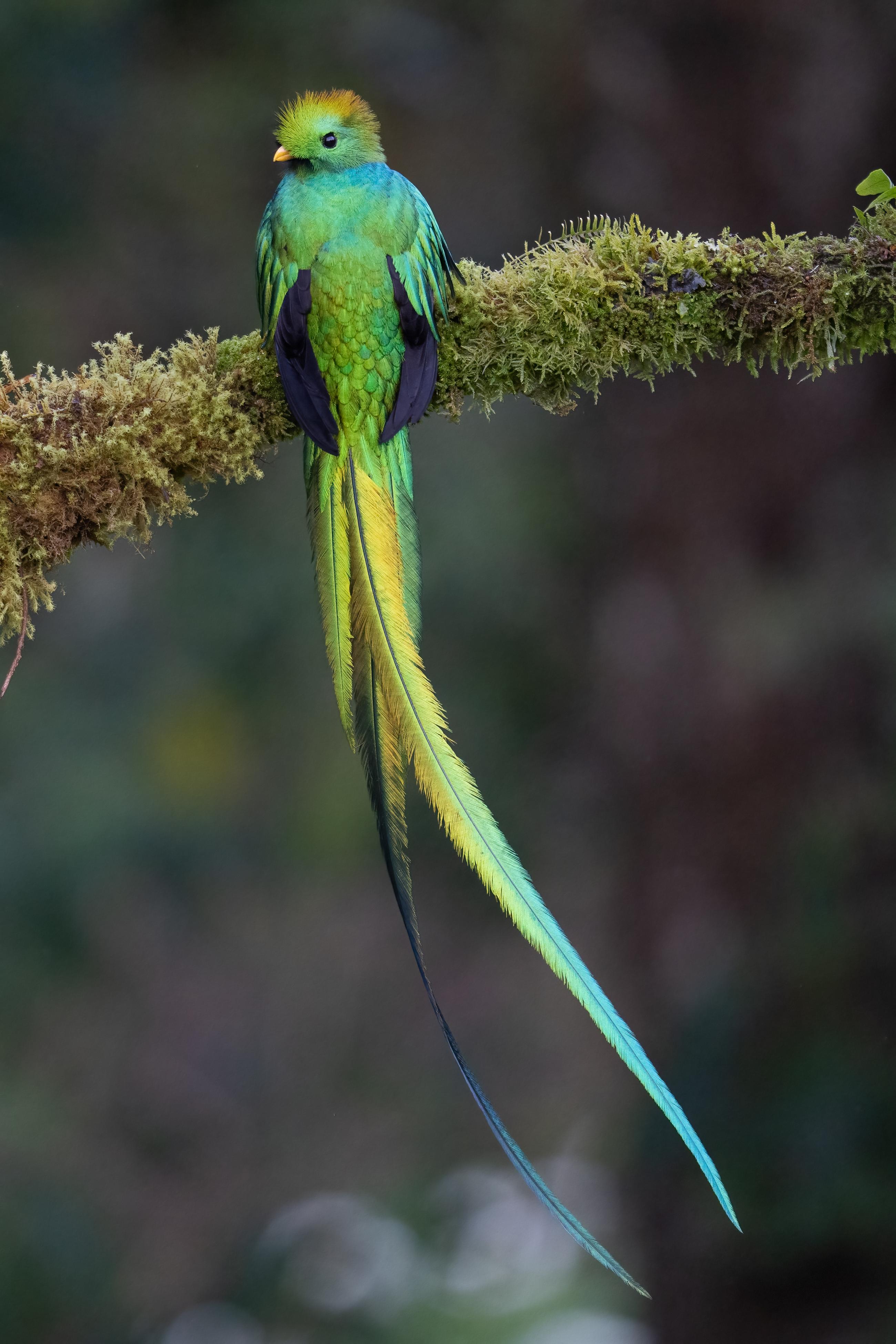 Quetzal-Costa Rica