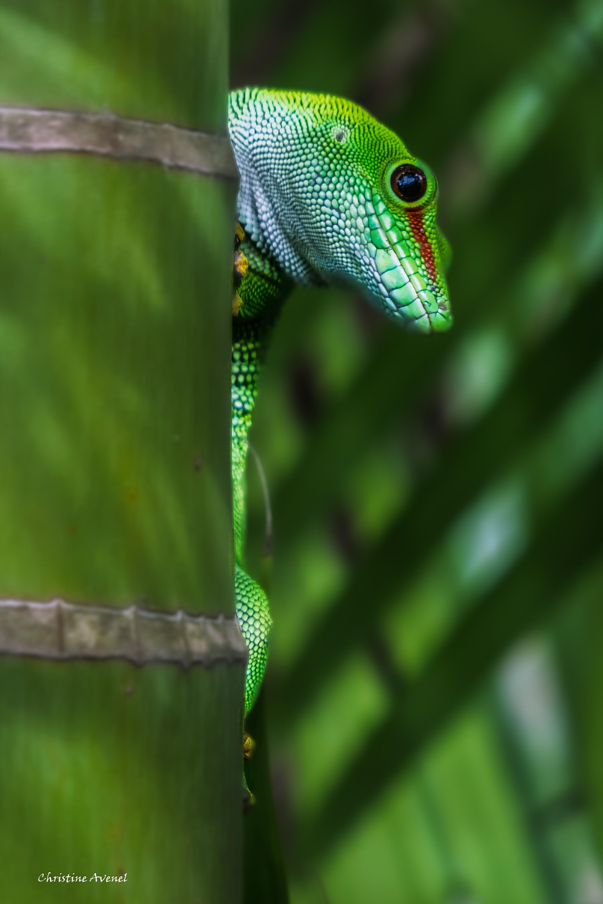 Cache-cache avec le GECKO VERT DE BOURBON