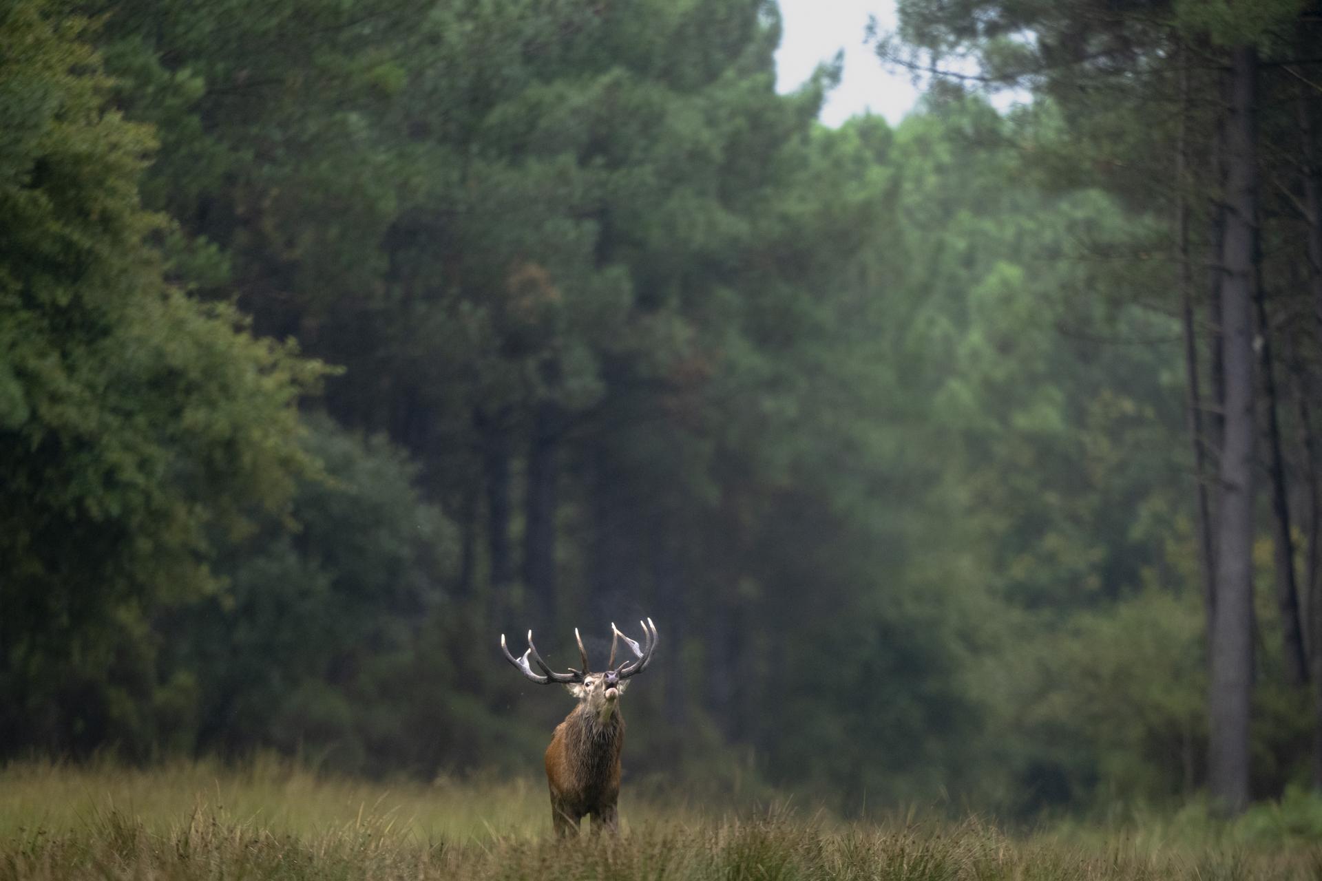 Brame du cerf