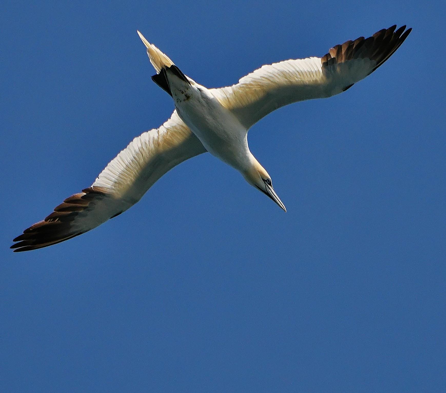 Fou de Bassen au Sept Iles en approche par bateau
