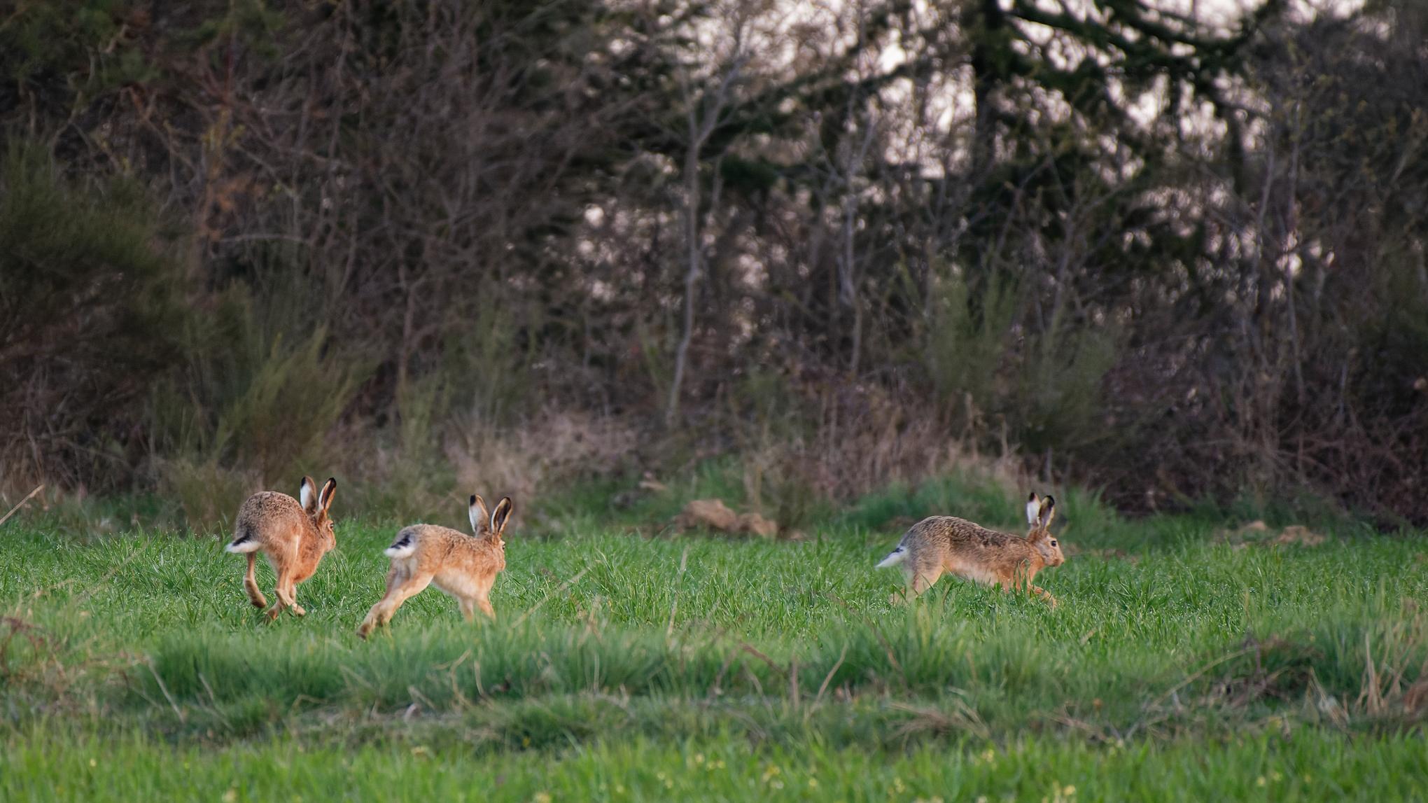LAPINS DE GARENNE