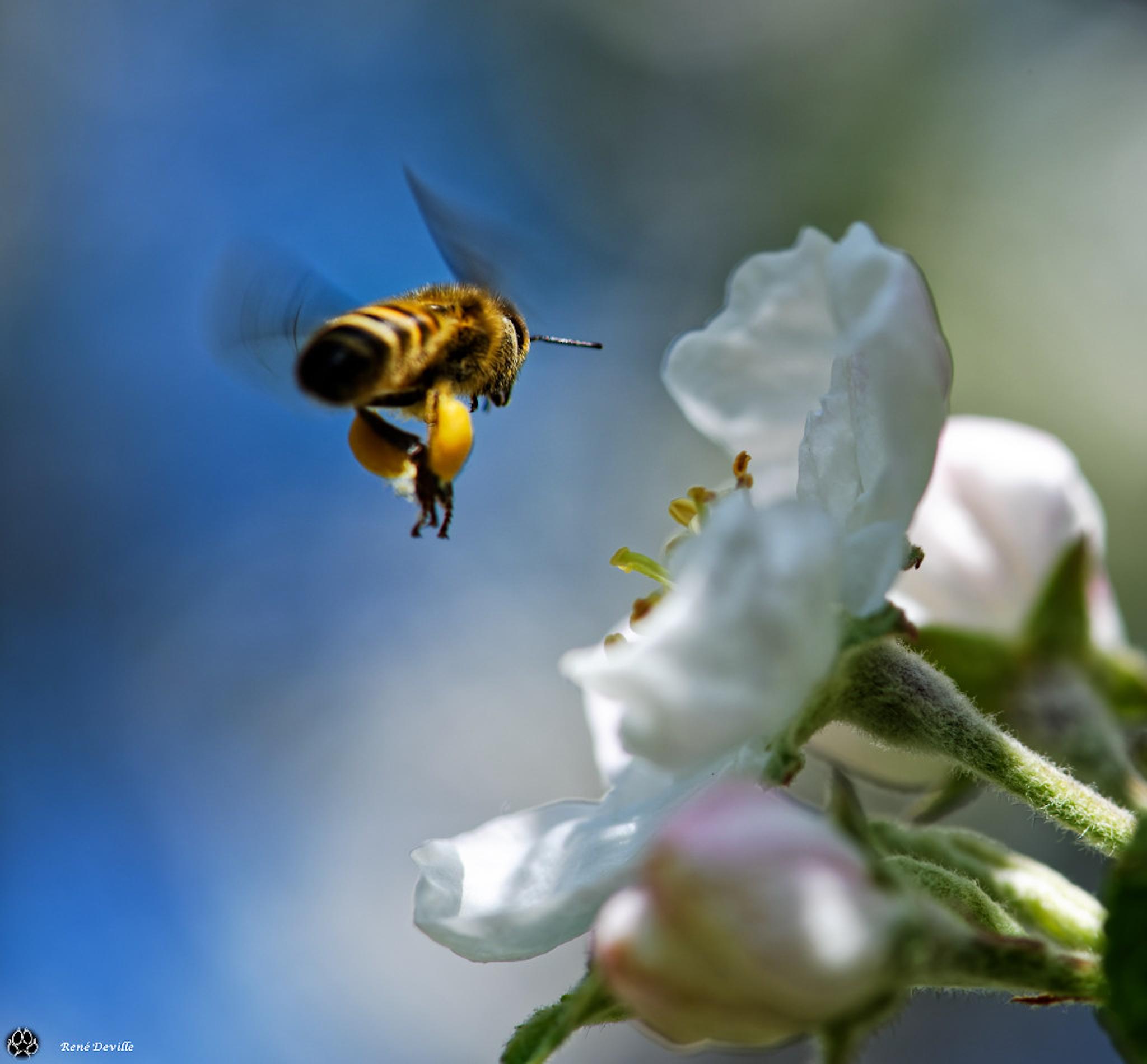 ABEILLE