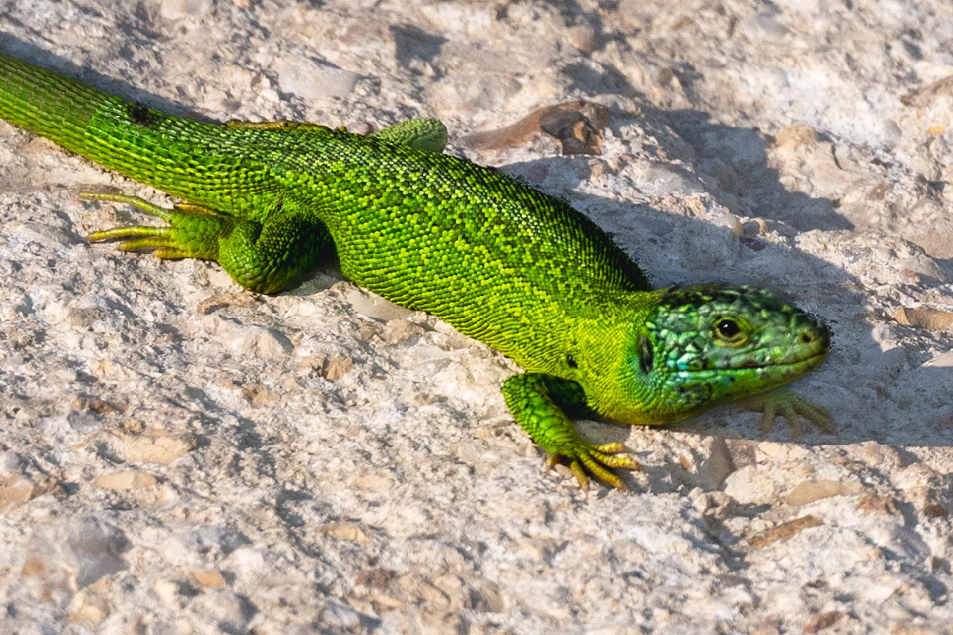 Séance de Bronzage ( Ile de France )