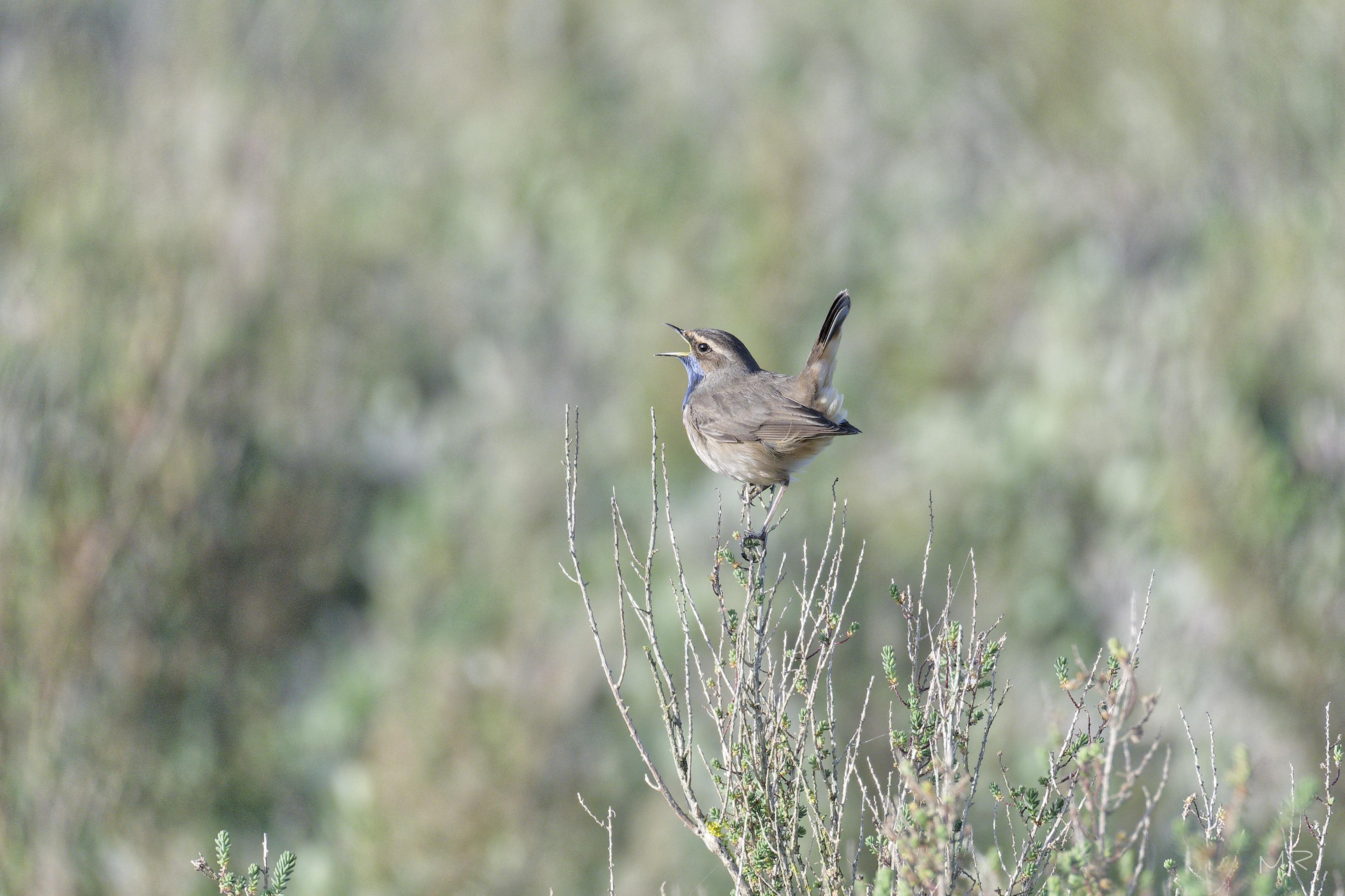 Gorgebleue à miroir