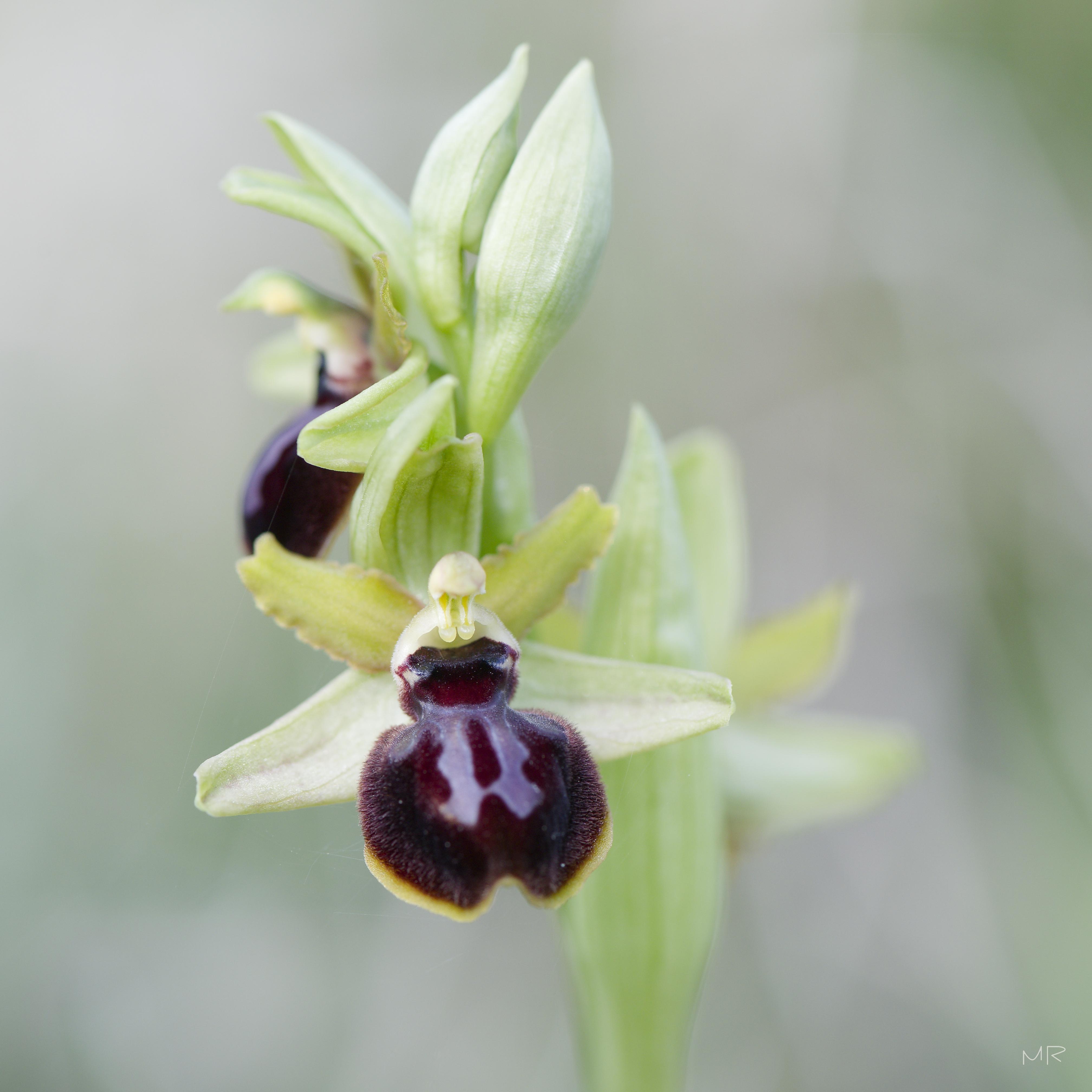 Ophrys araignée