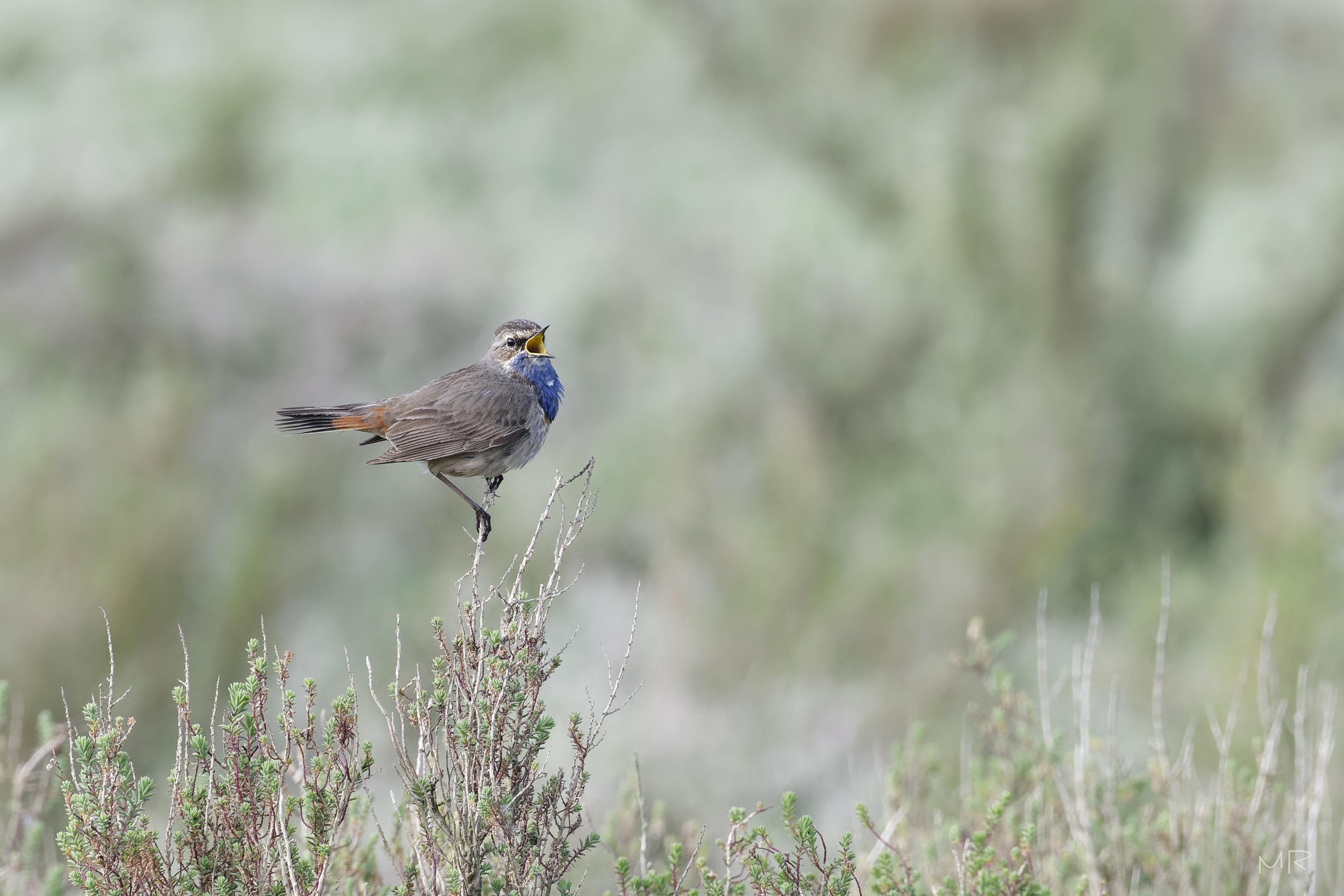 Gorgebleue à miroir