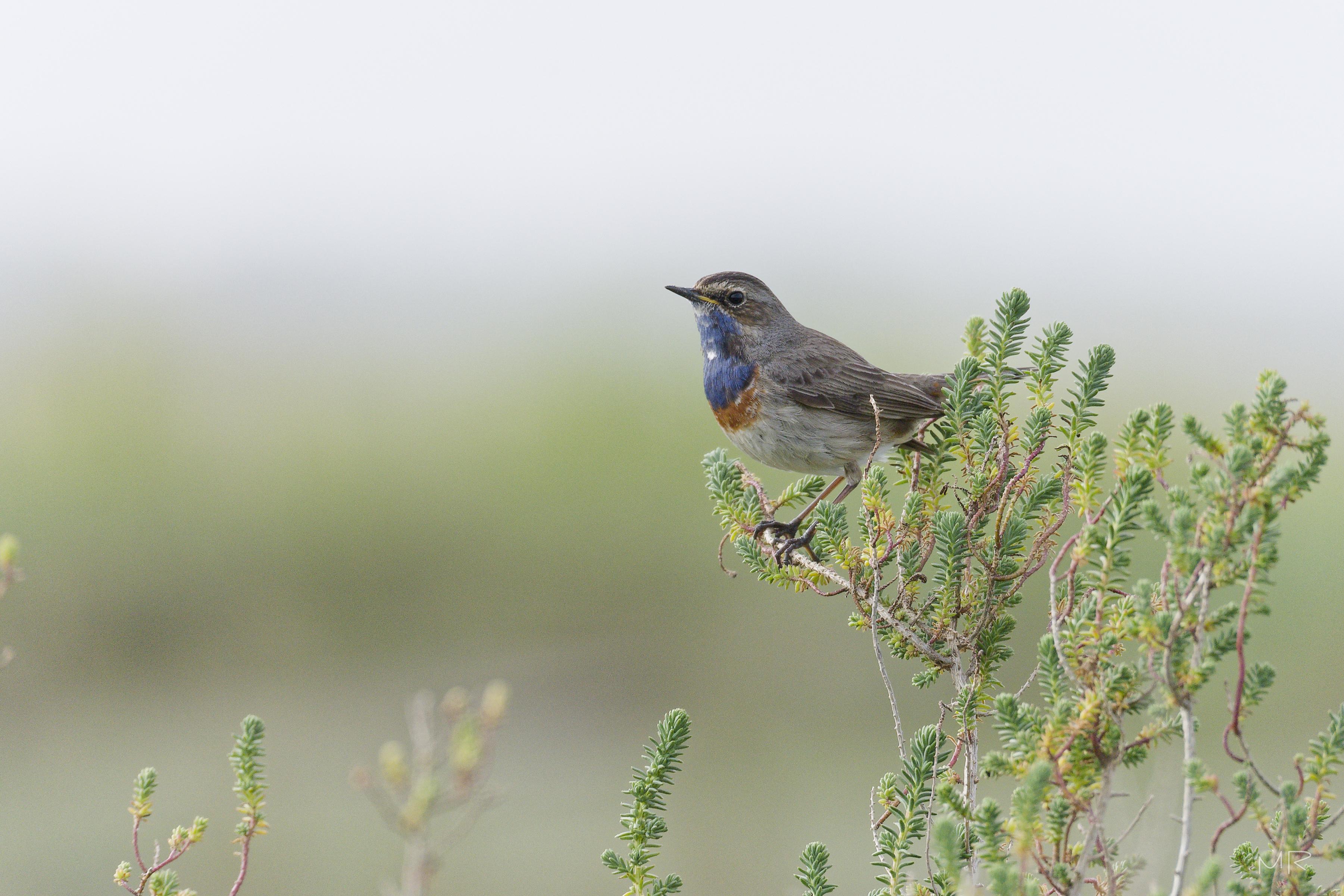 Gorgebleue à miroir
