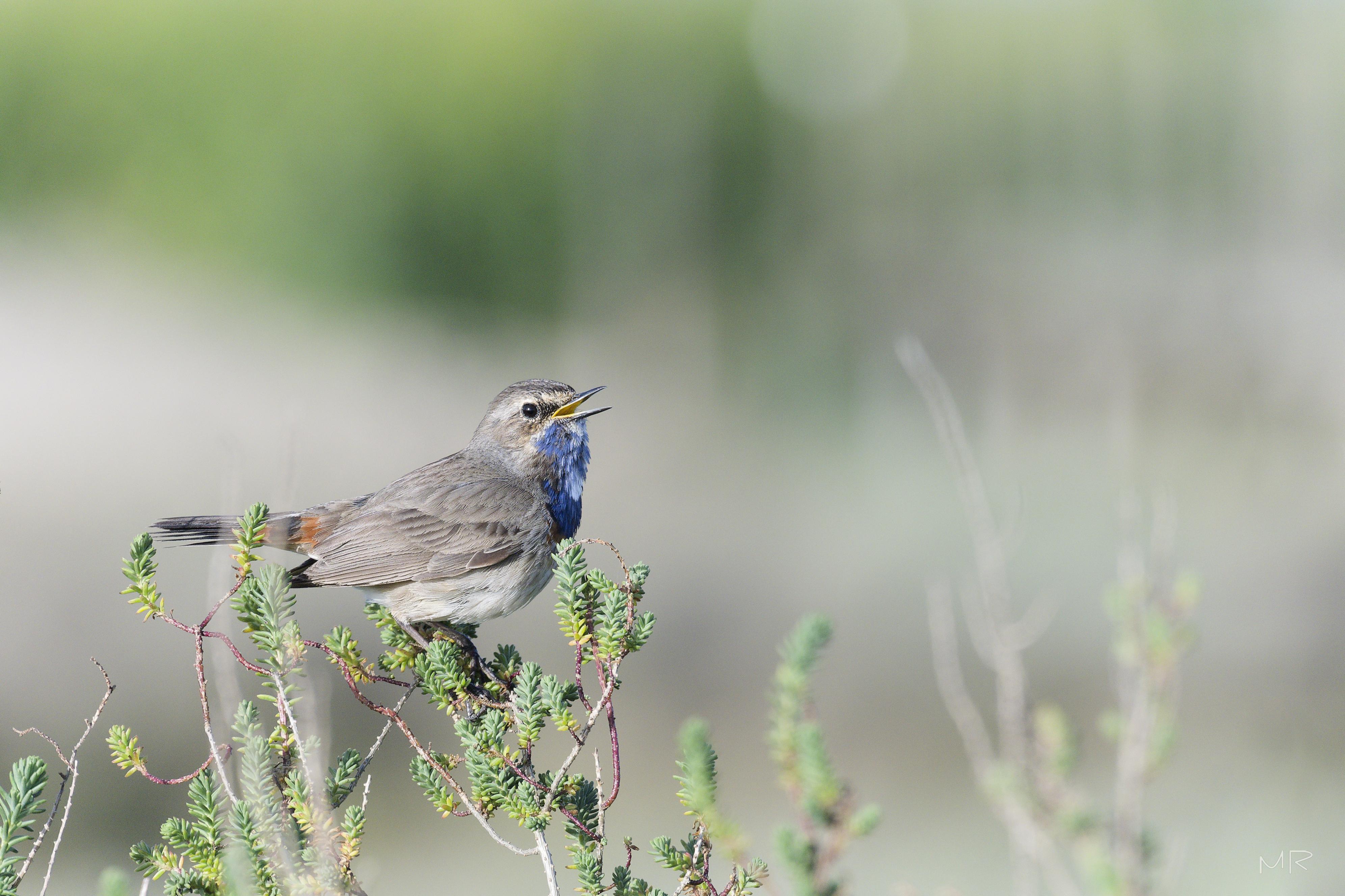 Gorgebleue à miroir