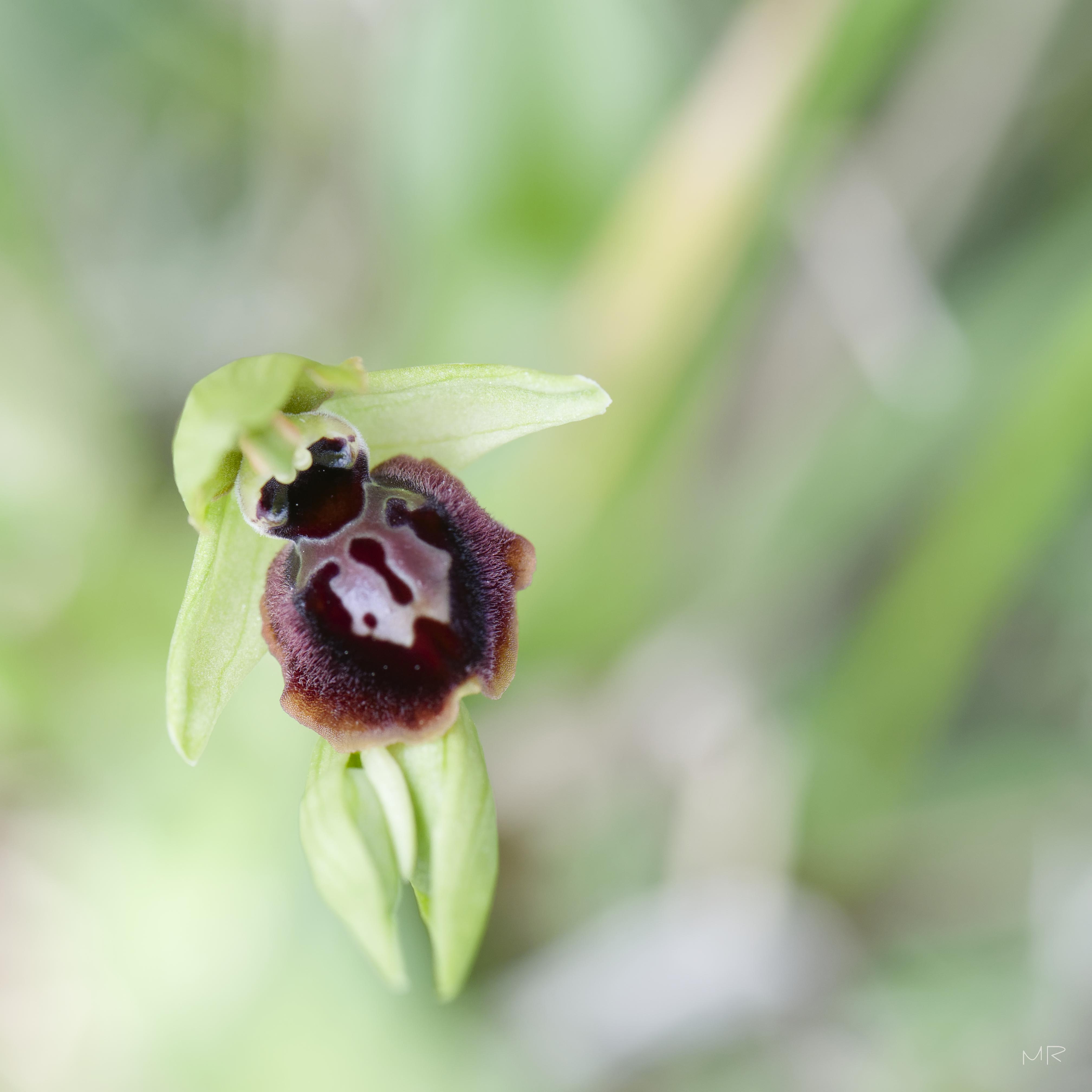 Ophrys araignée