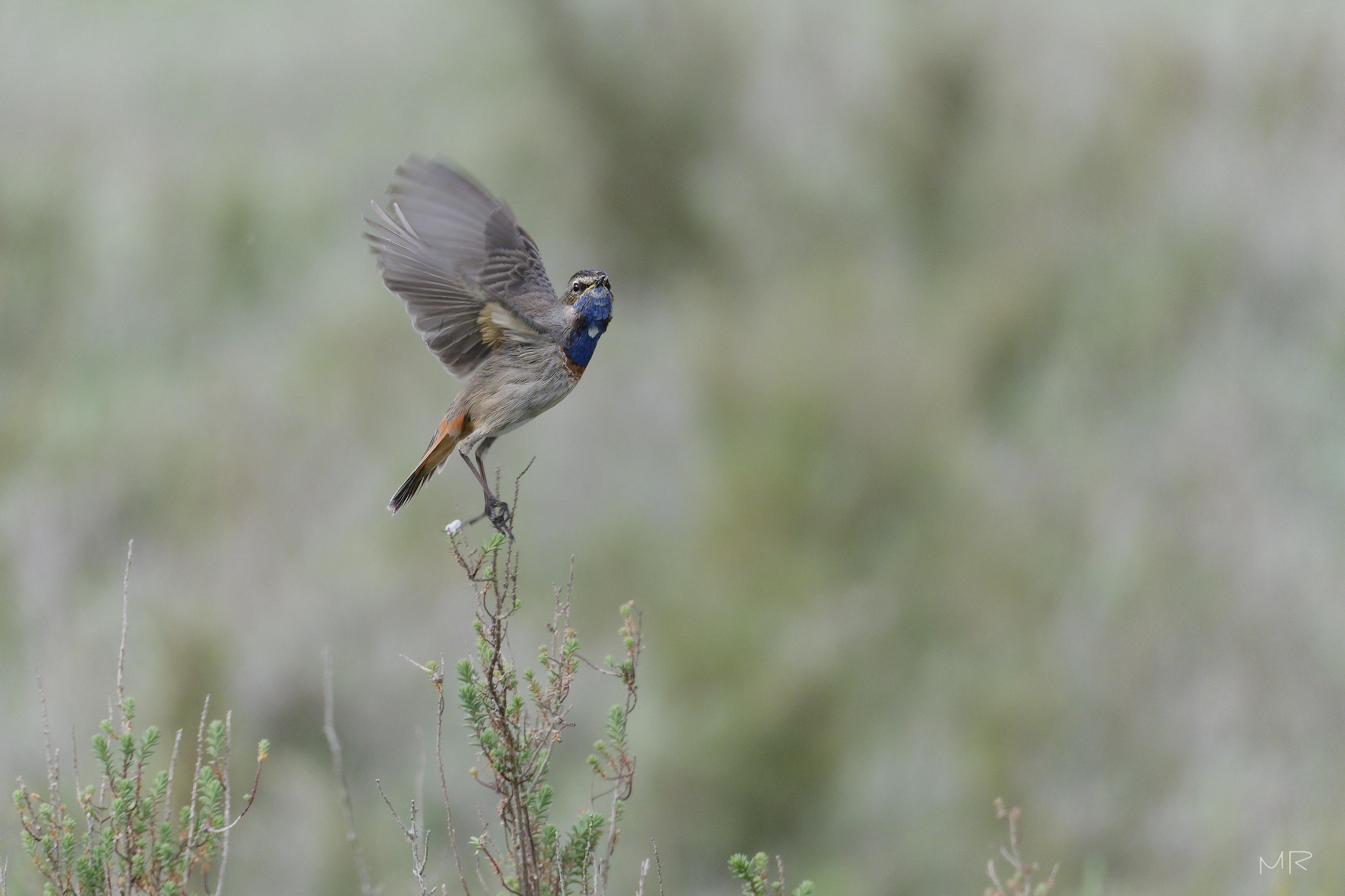 Gorgebleue à miroir