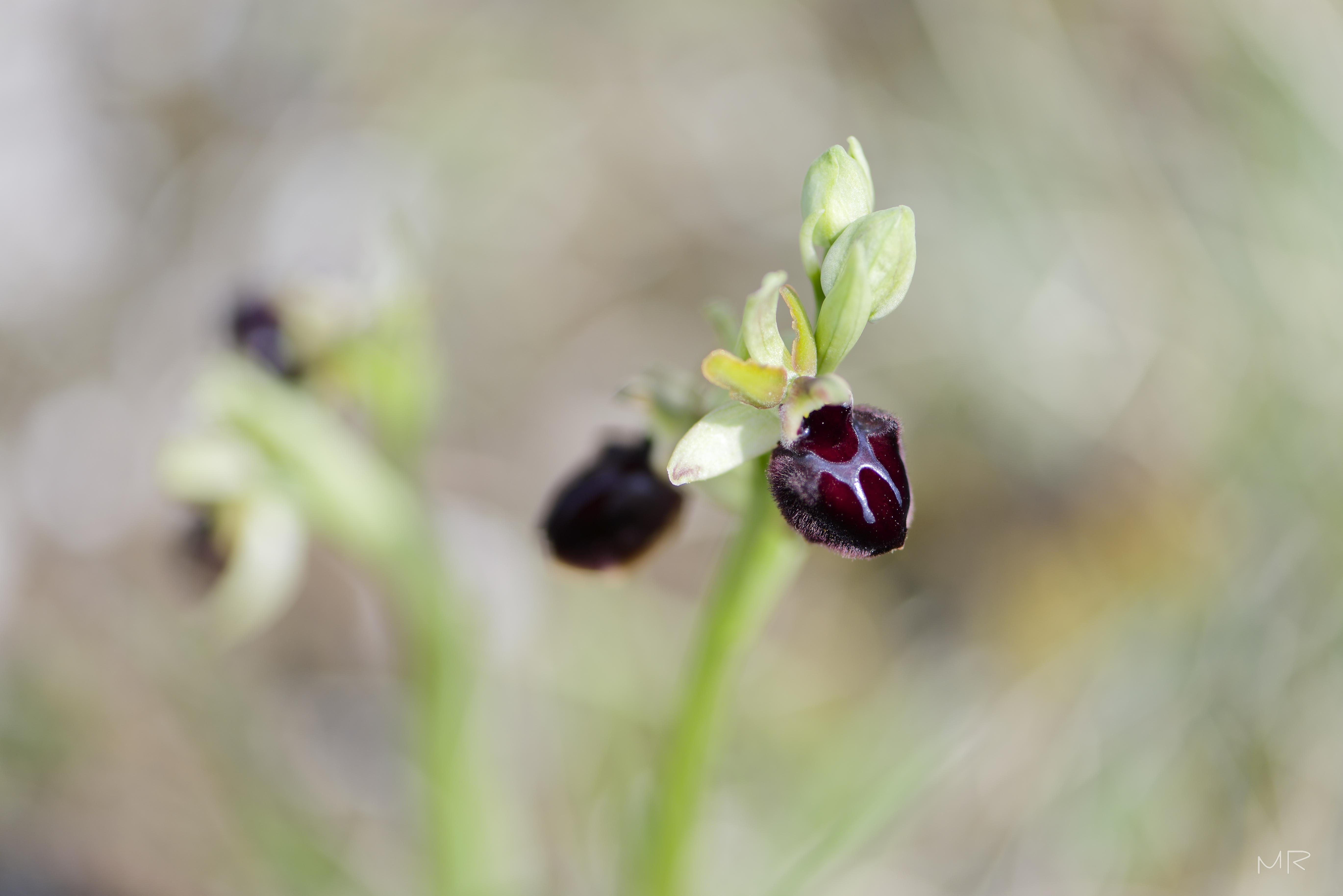 Ophrys araignée