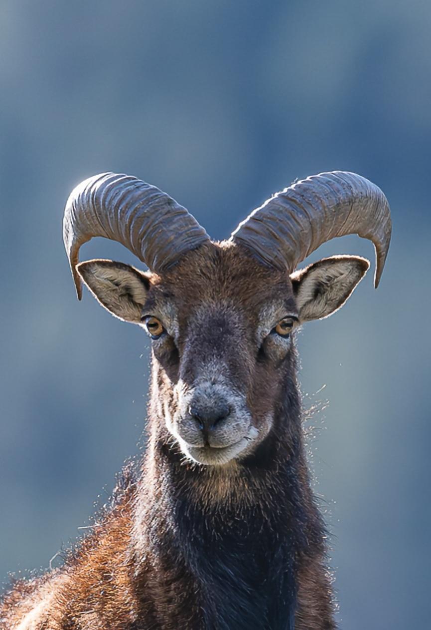 Regard du mouflon