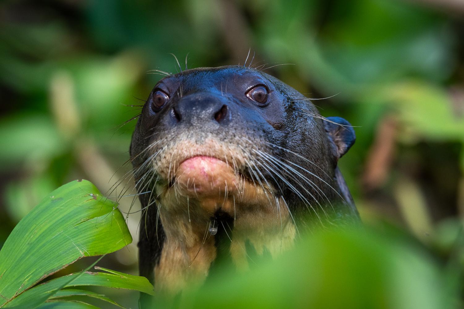 Loutre géante - Pantanal - Brésil