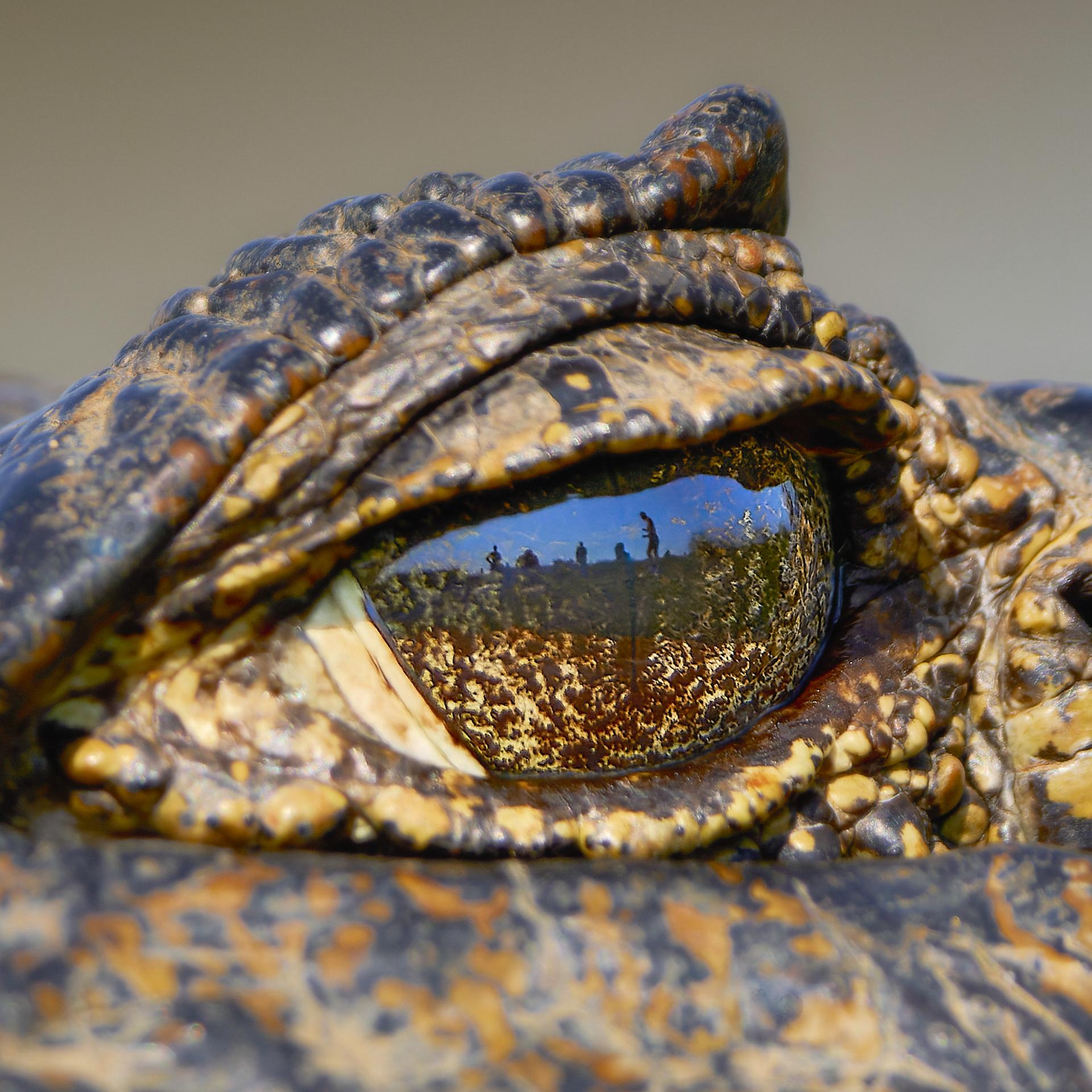 Yacare caiman - Caiman yacare - Jacara 20220810 Brazil - Pantanal and Atlantic Forest (Poconé/MT/Brésil - 16°22'43.8"S 56°37'17.3"W - 118m)