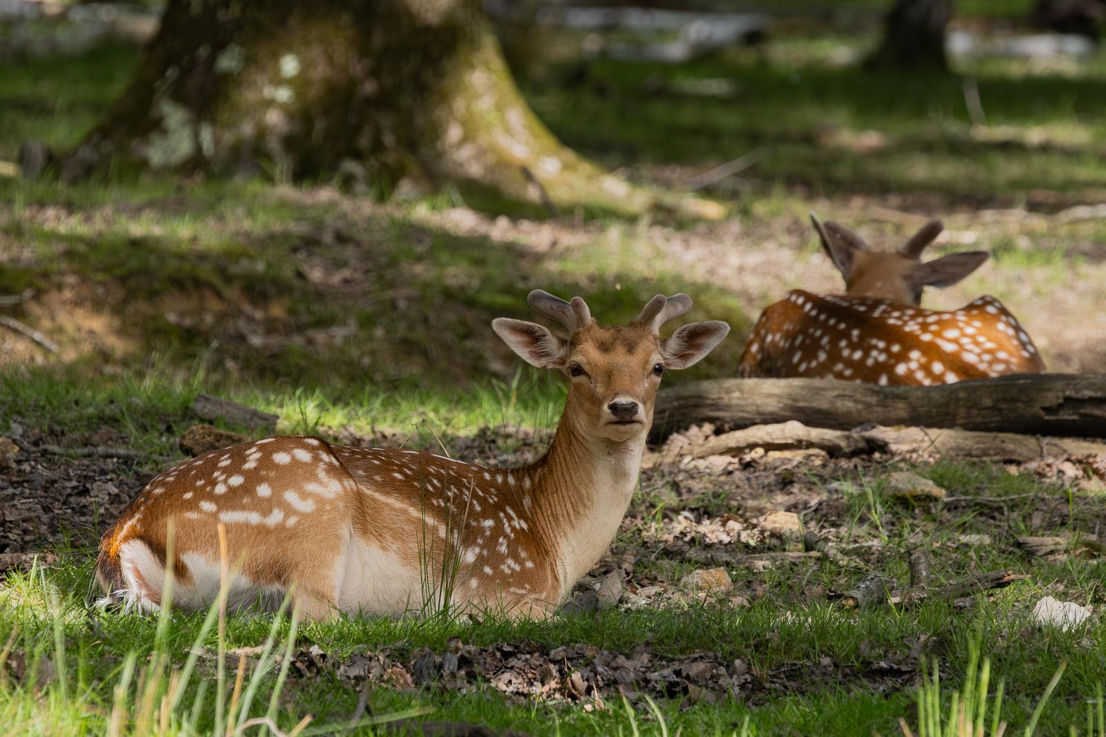 Daims en sous-bois