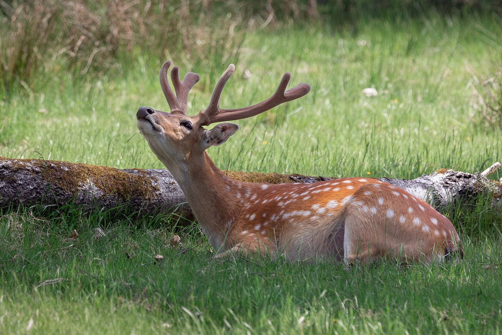 Daim (en enclos)