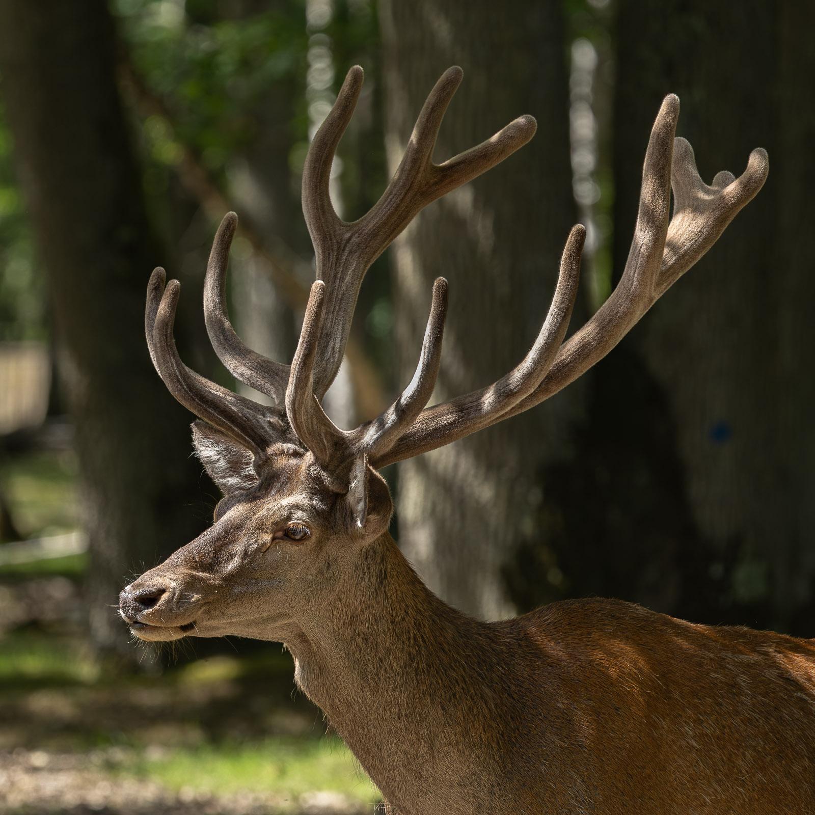 Cerf