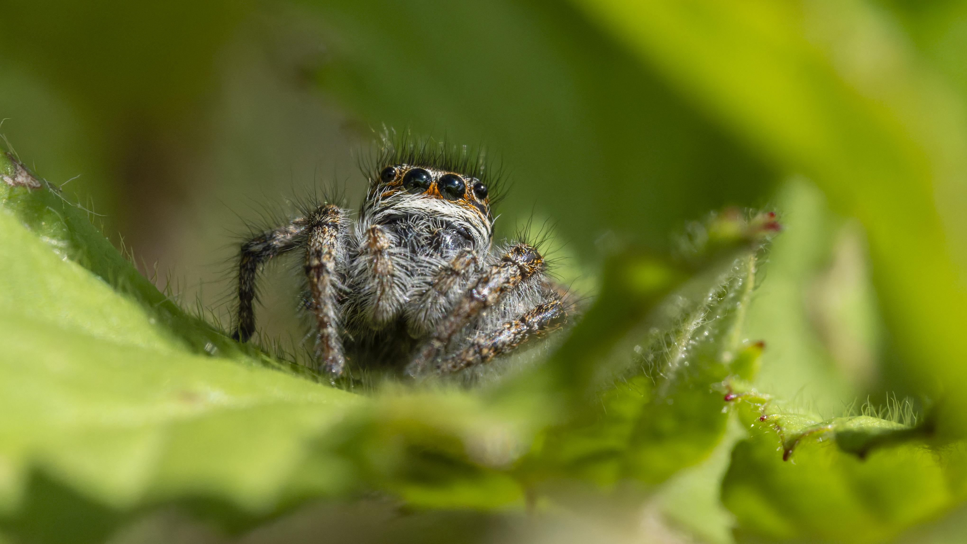 Philaeus crysops