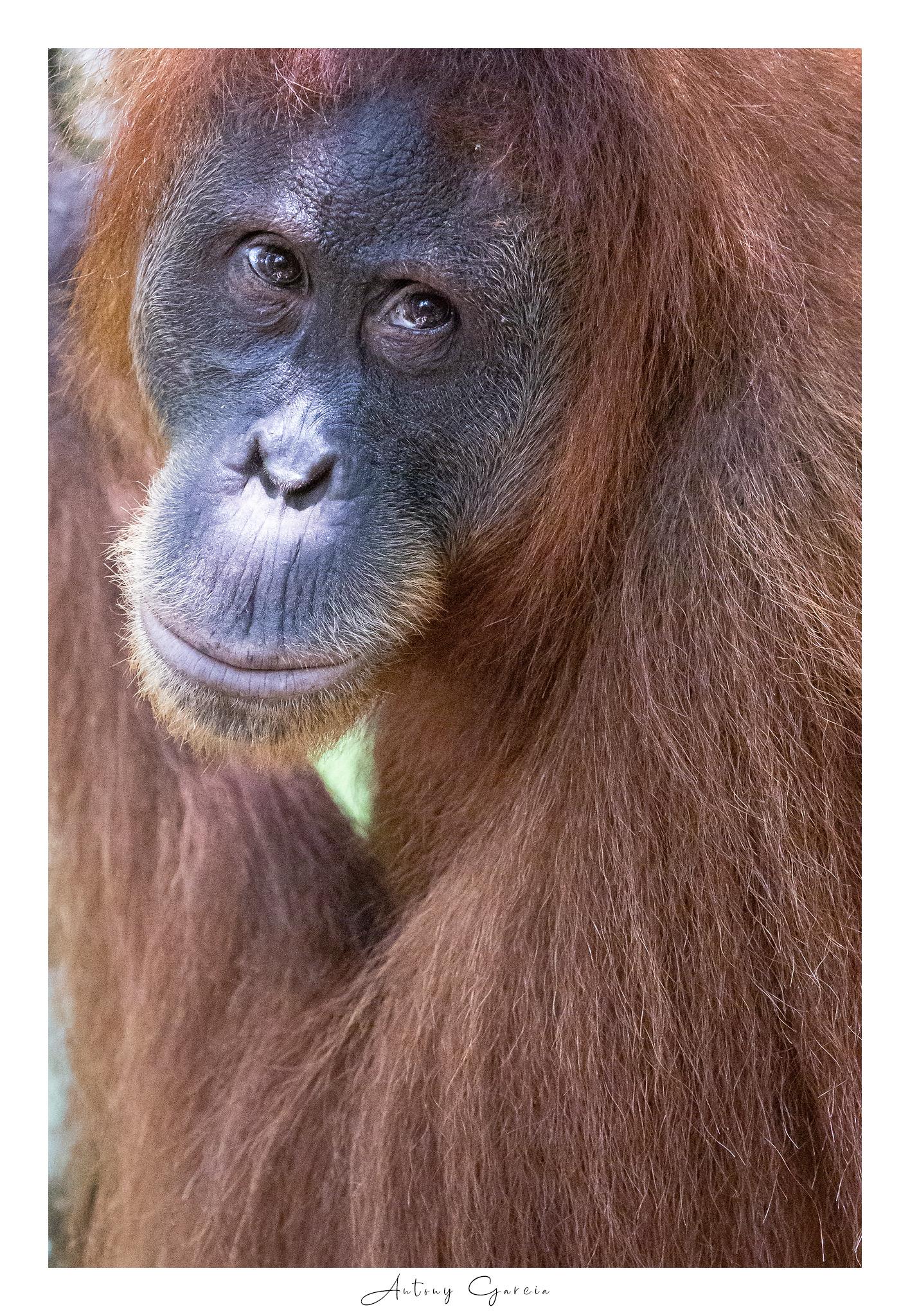 Orang outan 