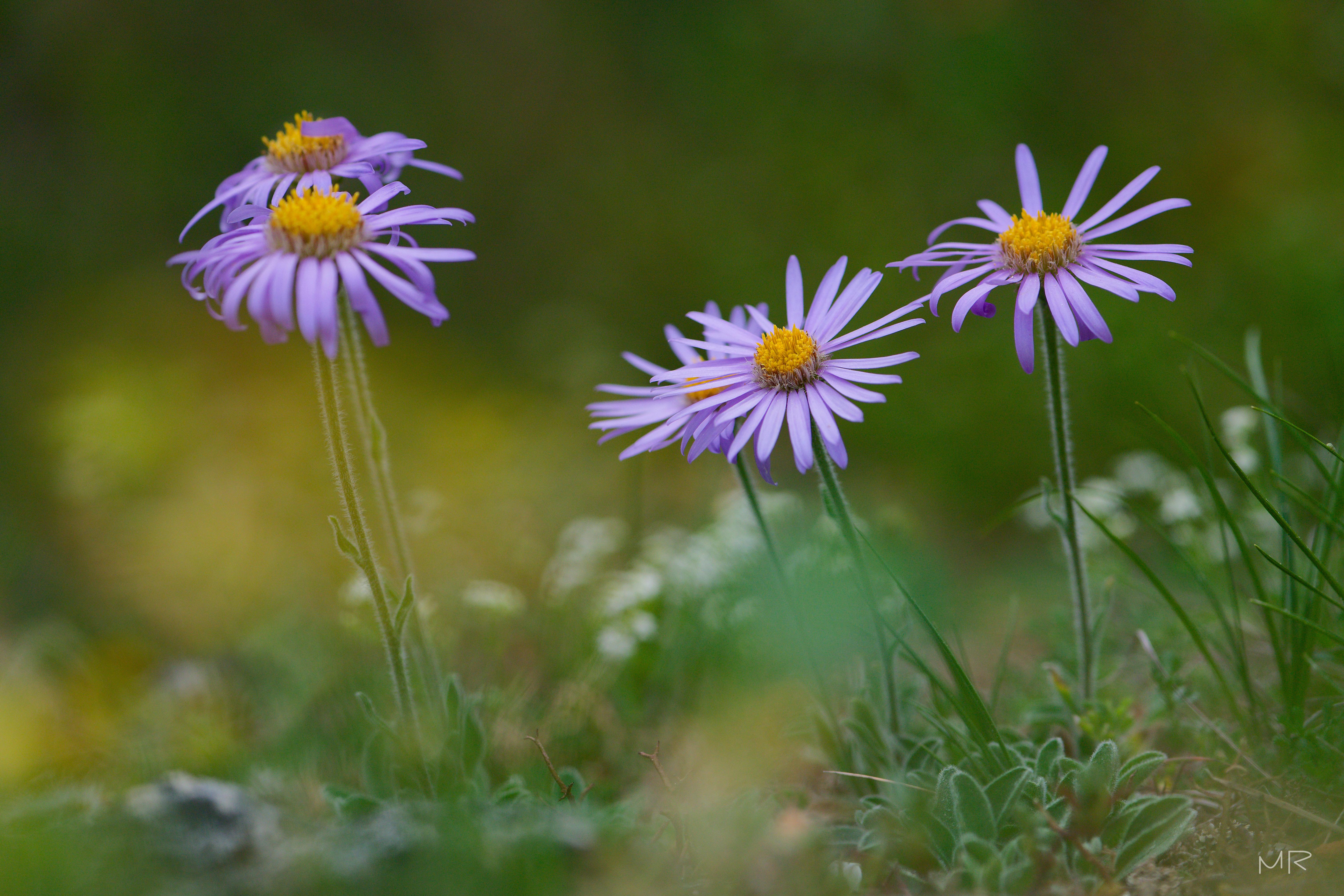 Aster des Alpes