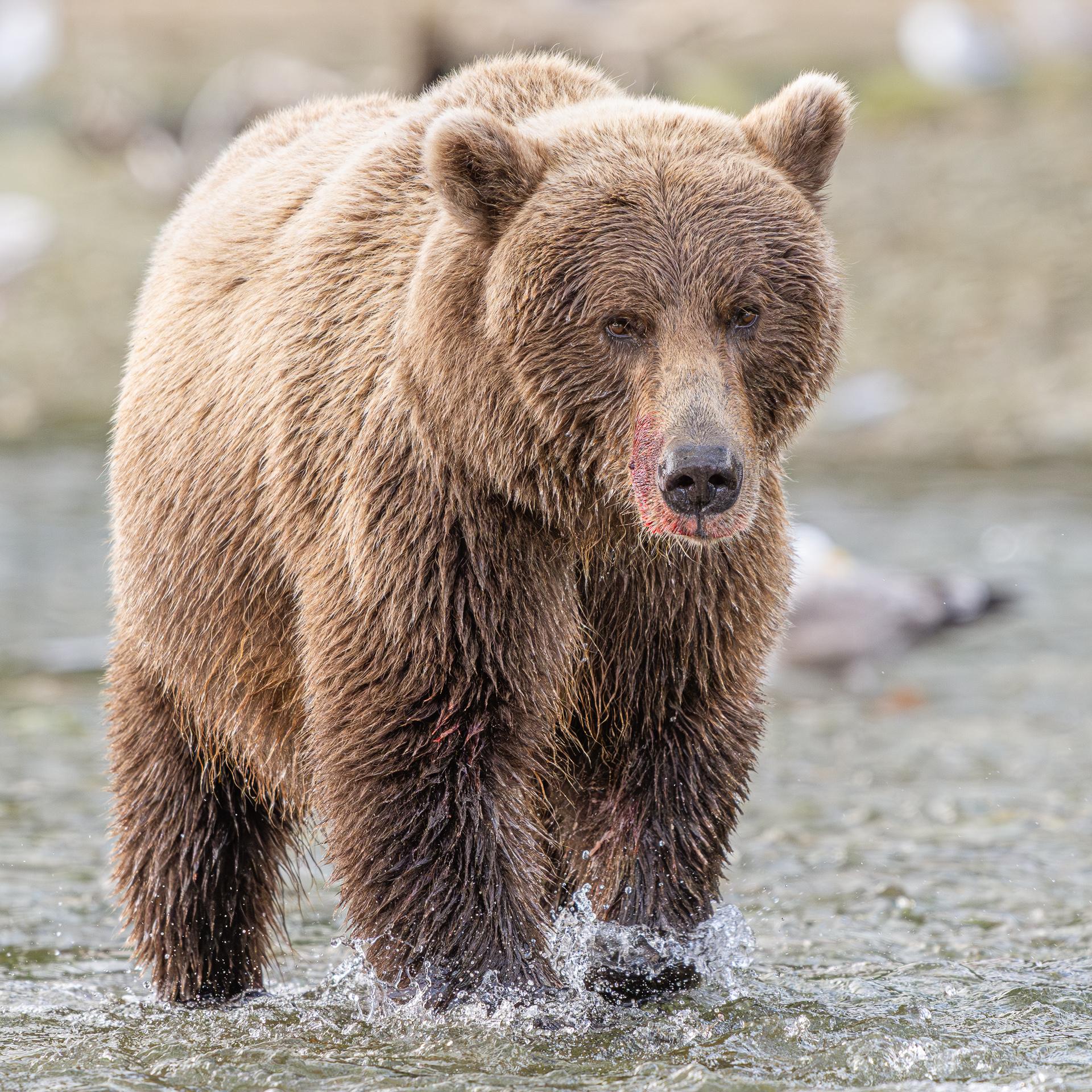 Ours brun d'Alaska
