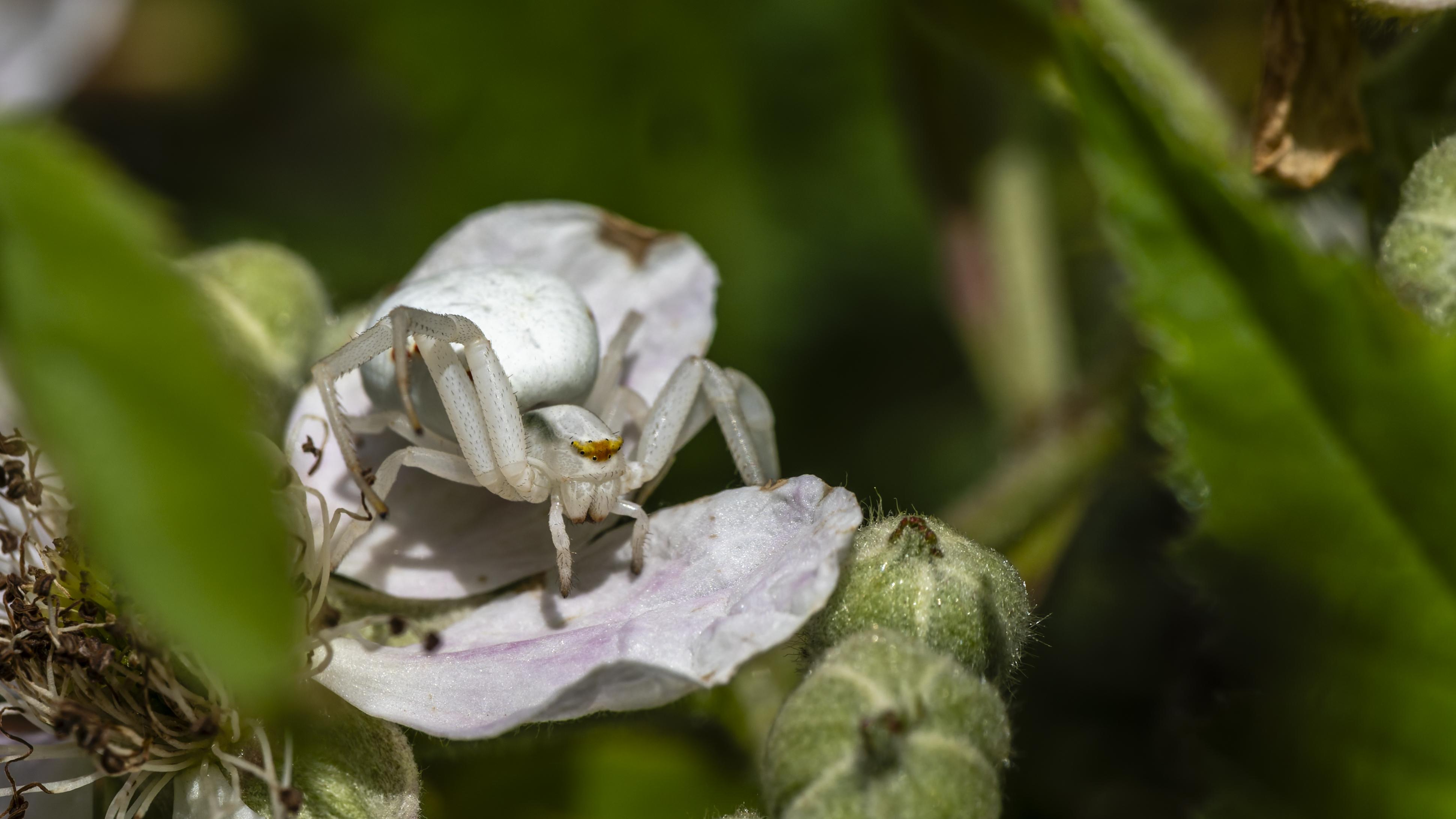 Misumena vatia