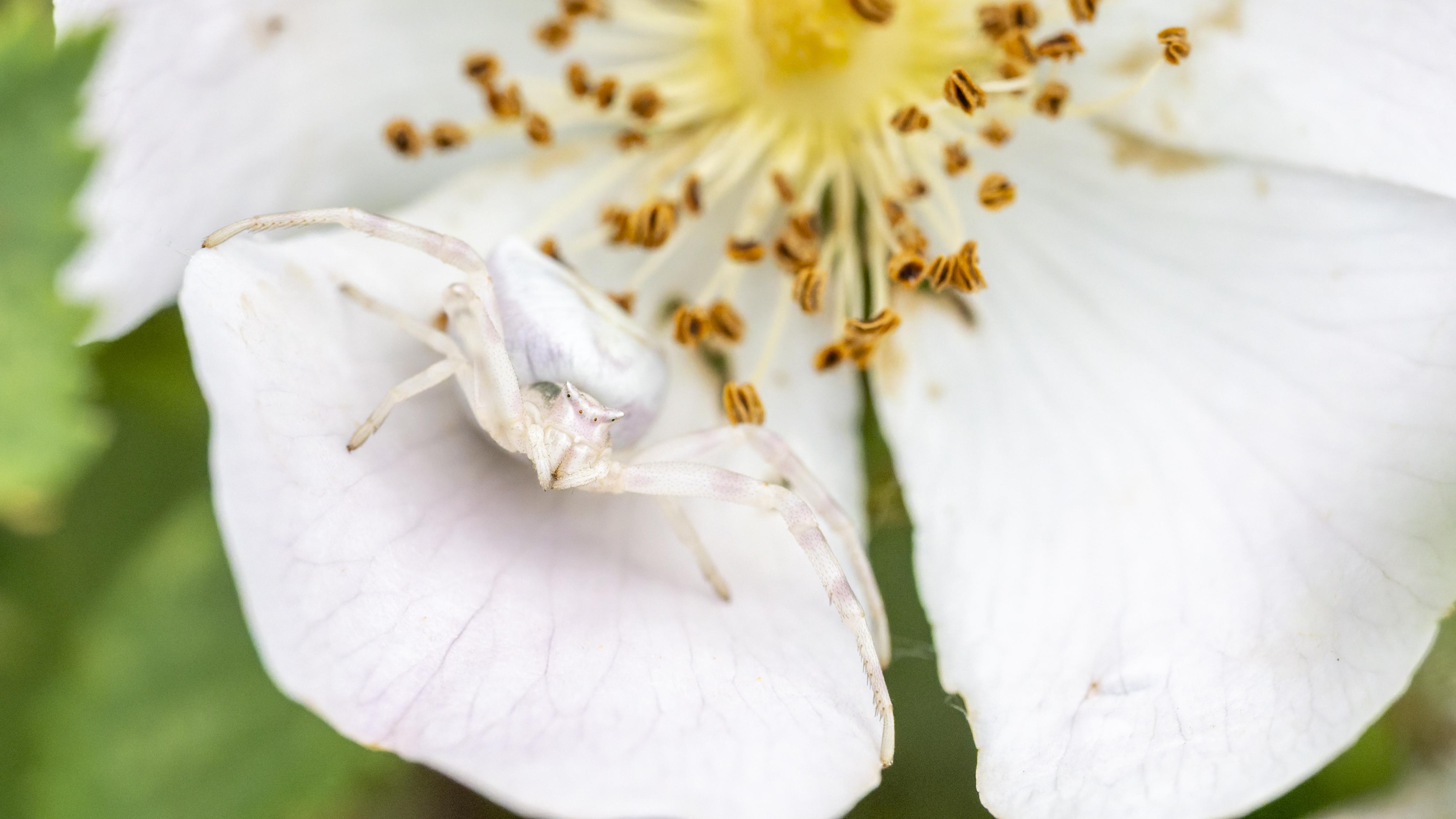 Thomisus onustus femelle
