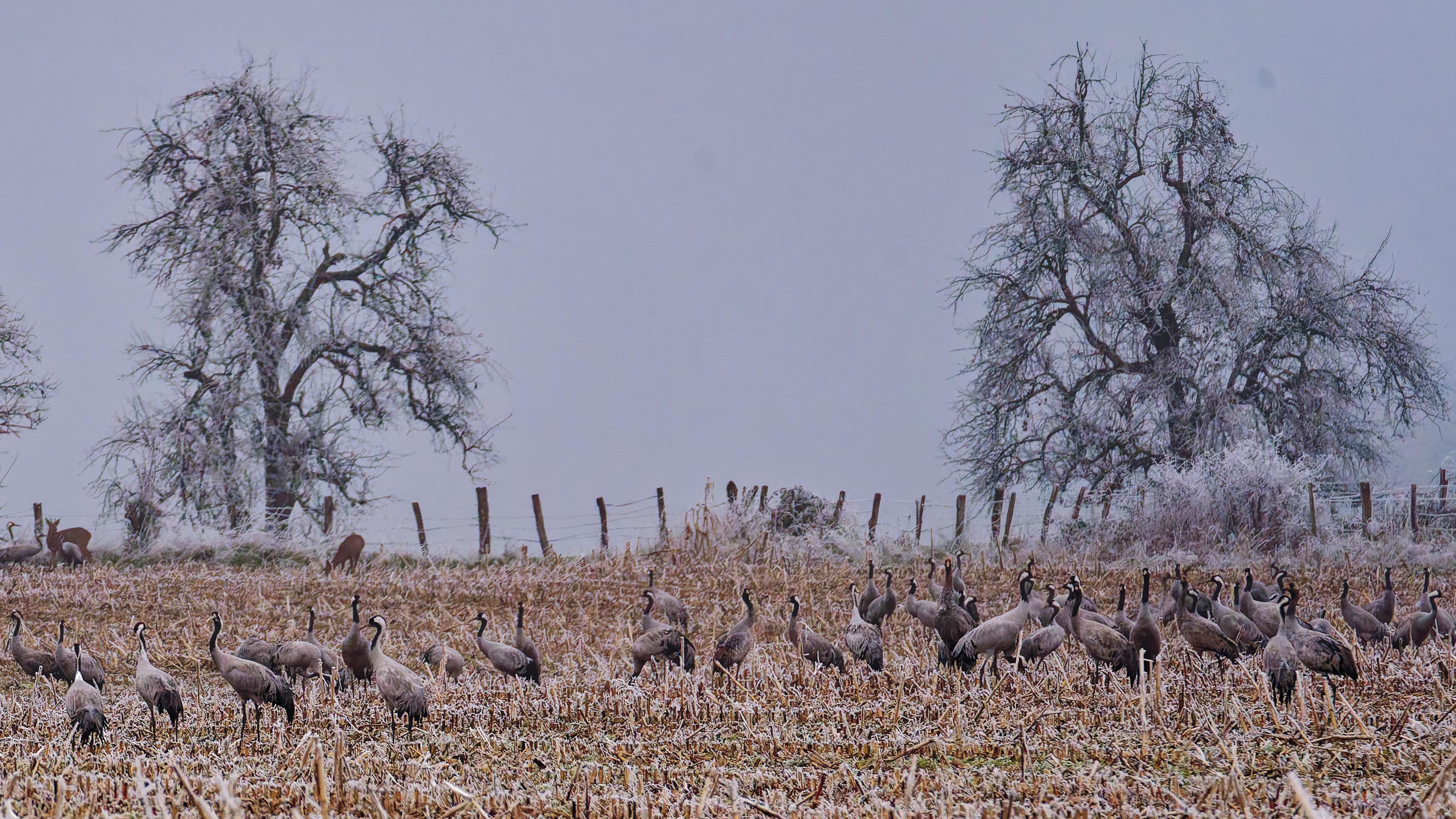 GRUES CENDREES
