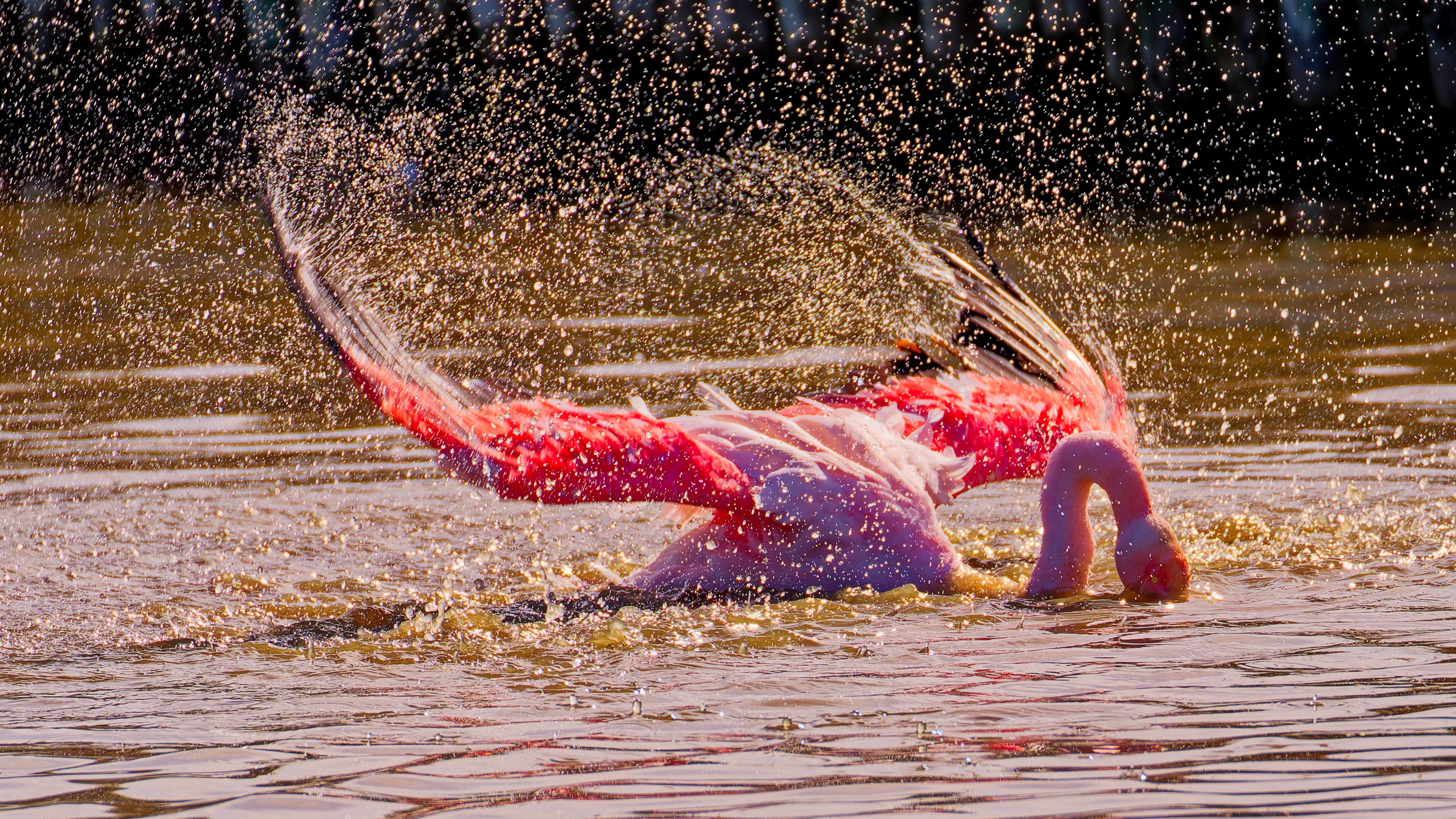 FLAMANT ROSE