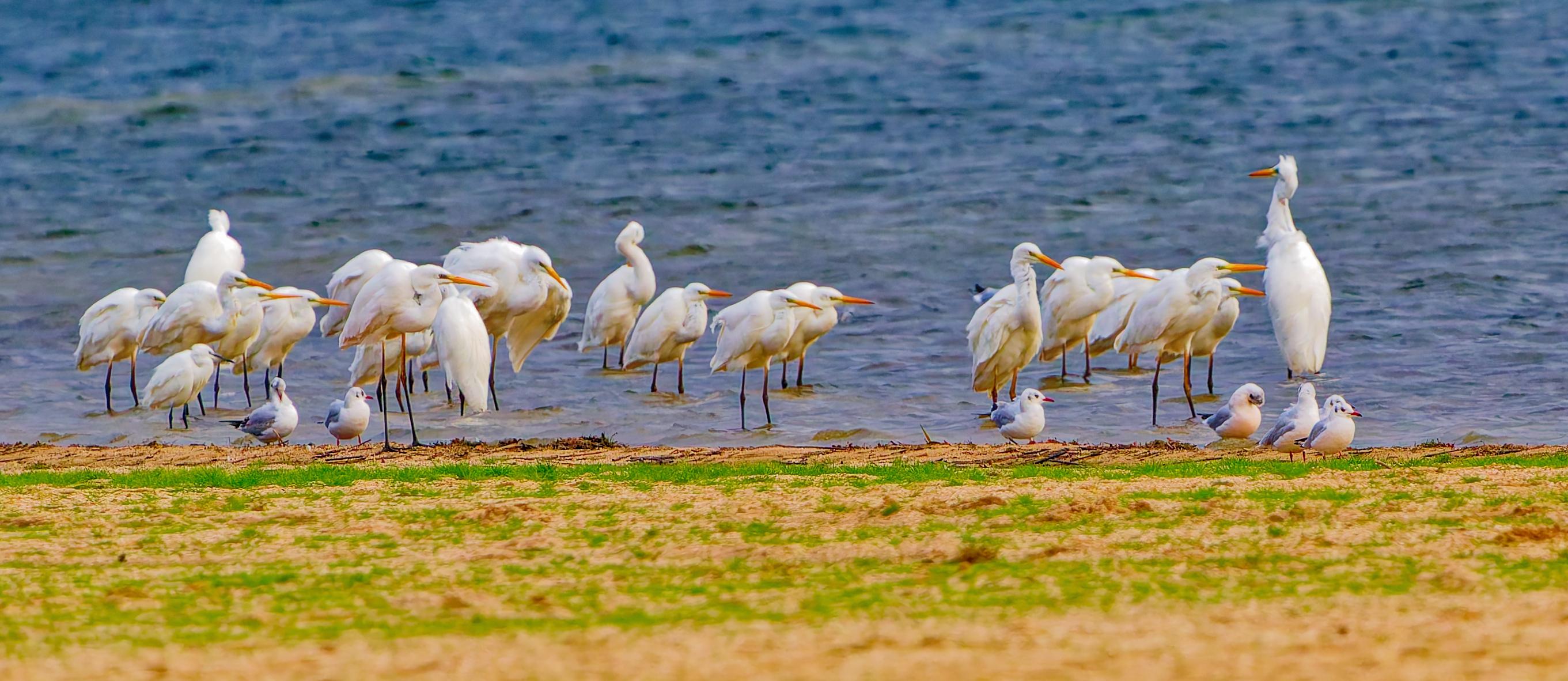 GRANDES AIGRETTES - AIR GARZETTE - MOUETTES RIEUSES