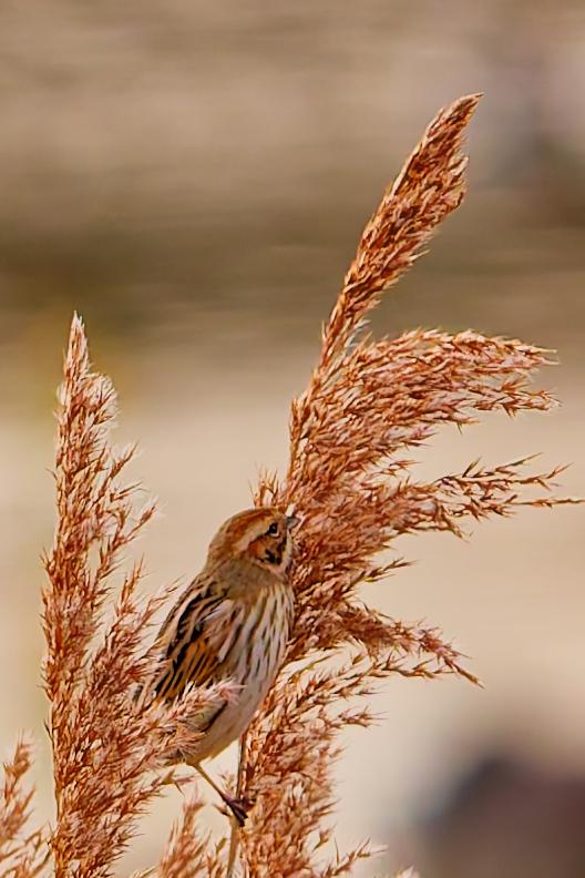 BRUANT DES ROSEAUX