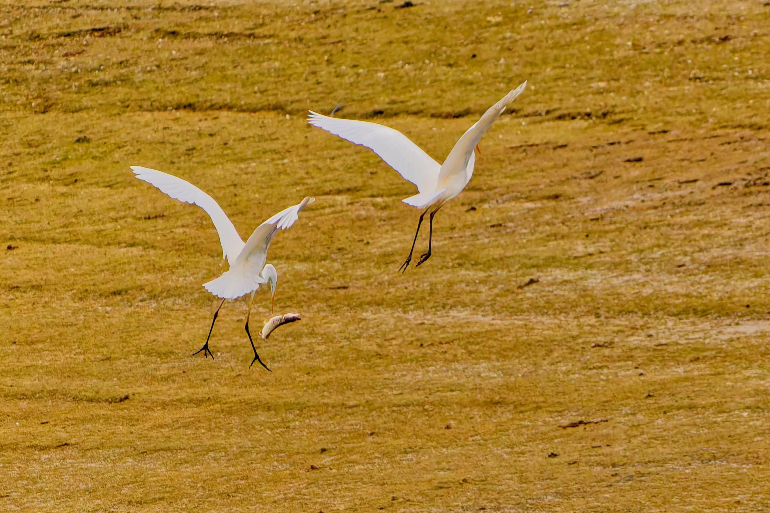 GRANDE AIGRETTE