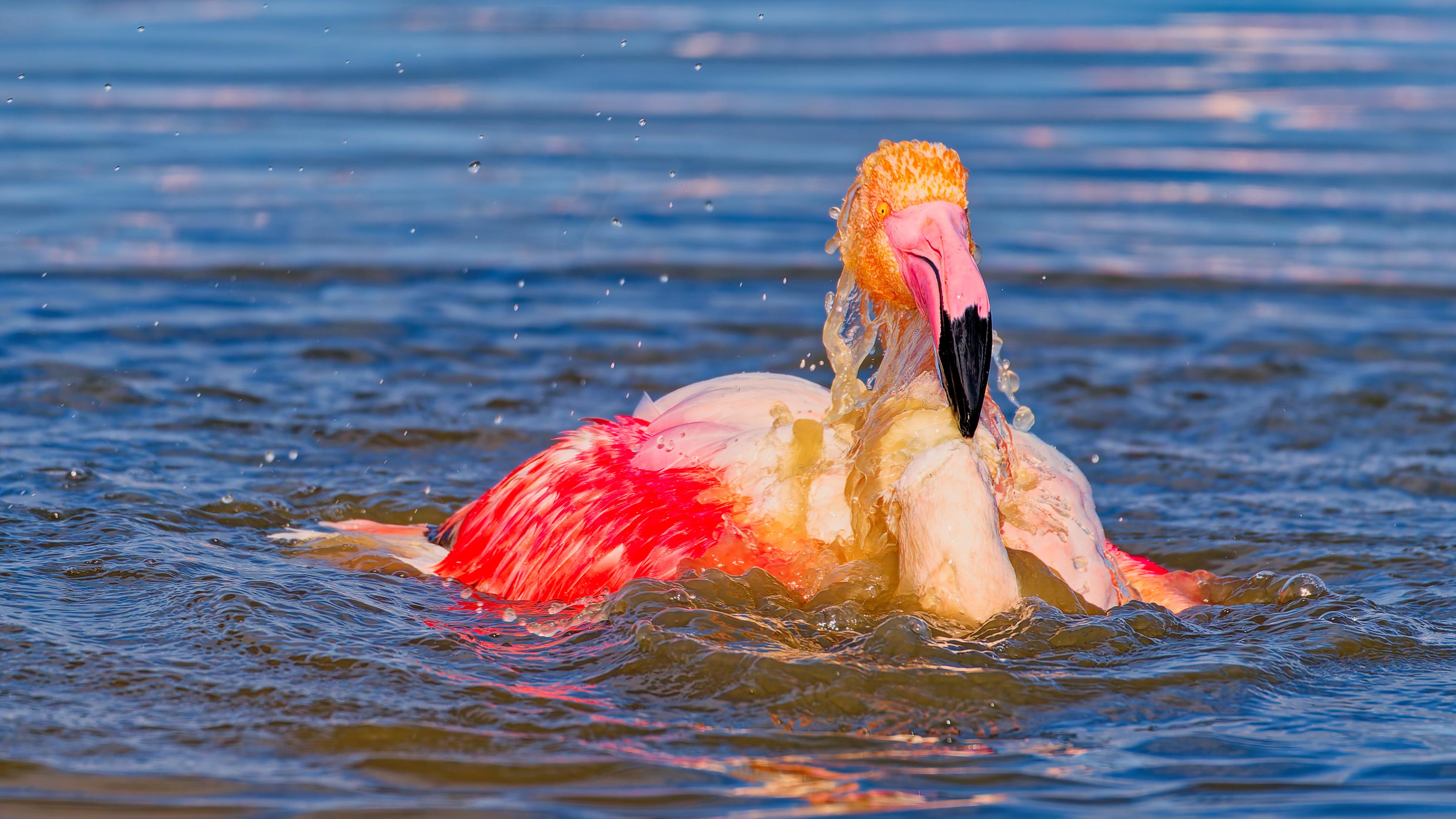 FLAMANT ROSE