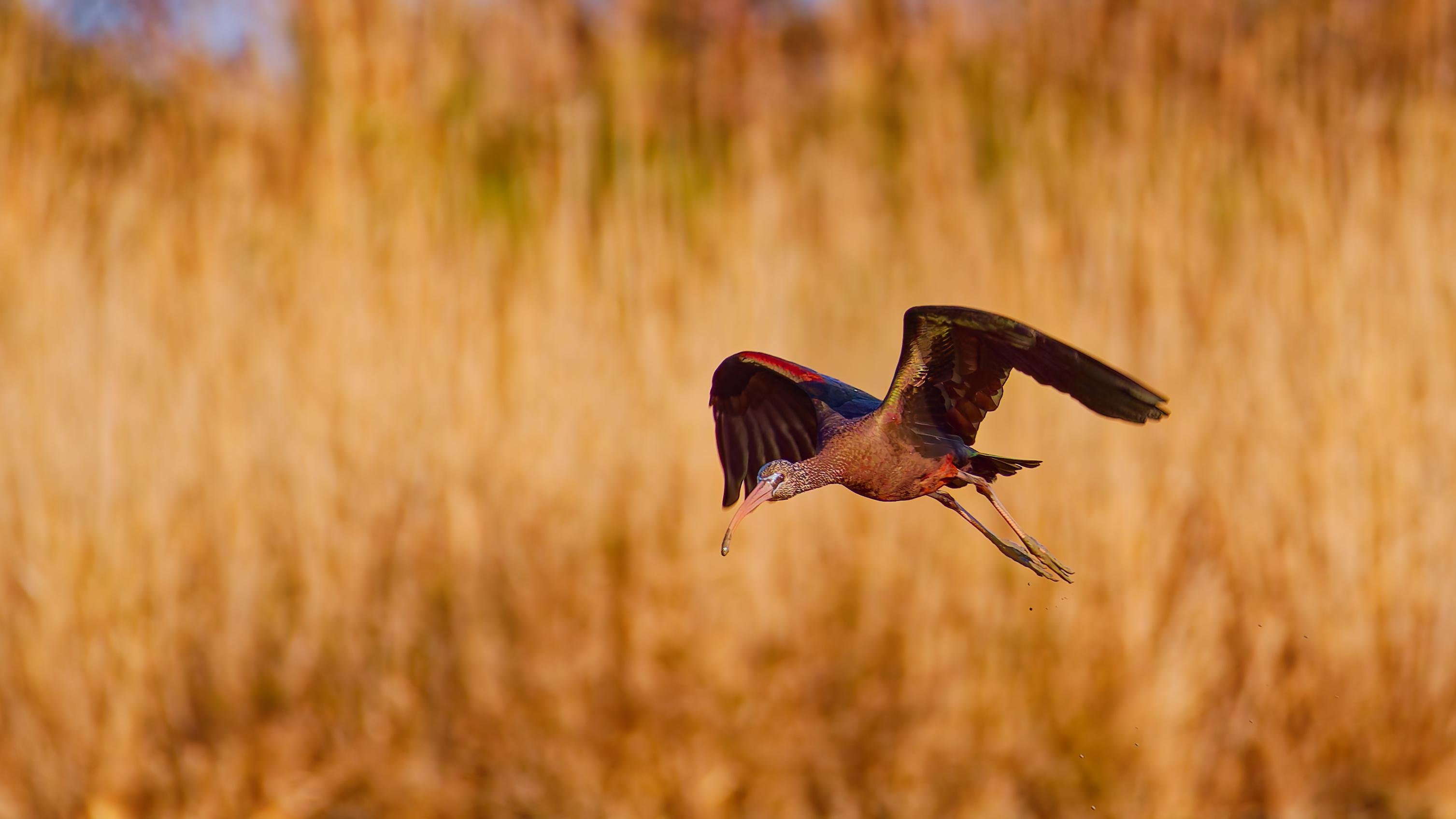IBIS FALCINELLE