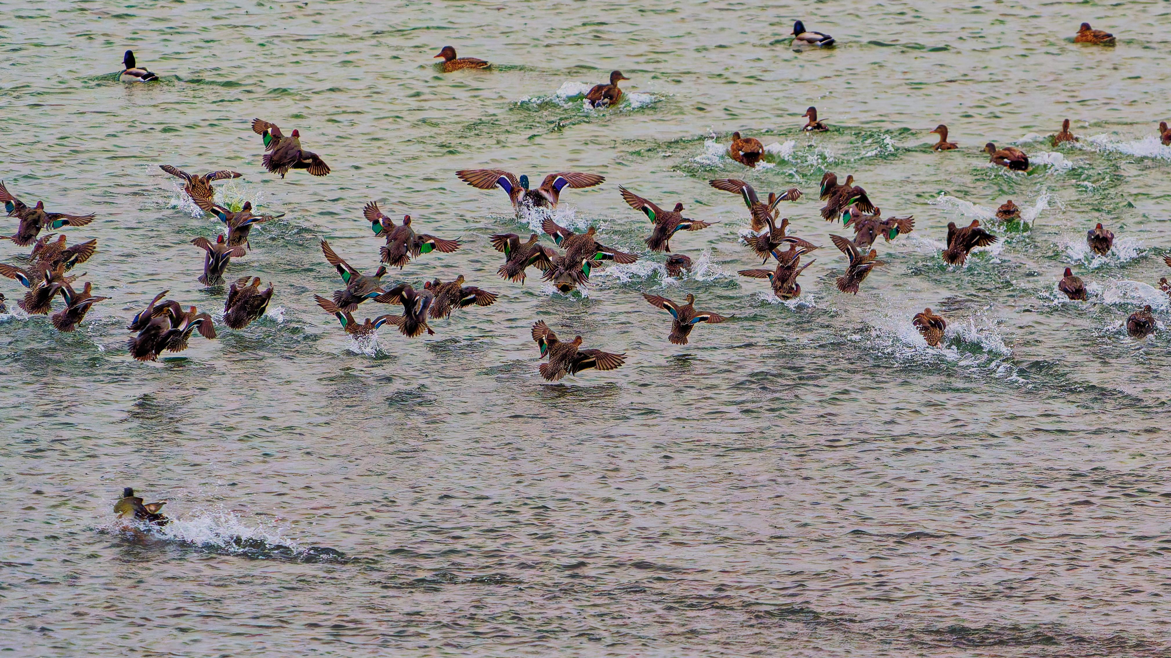 CANARD COL VERT - SARCELLE D HIVER