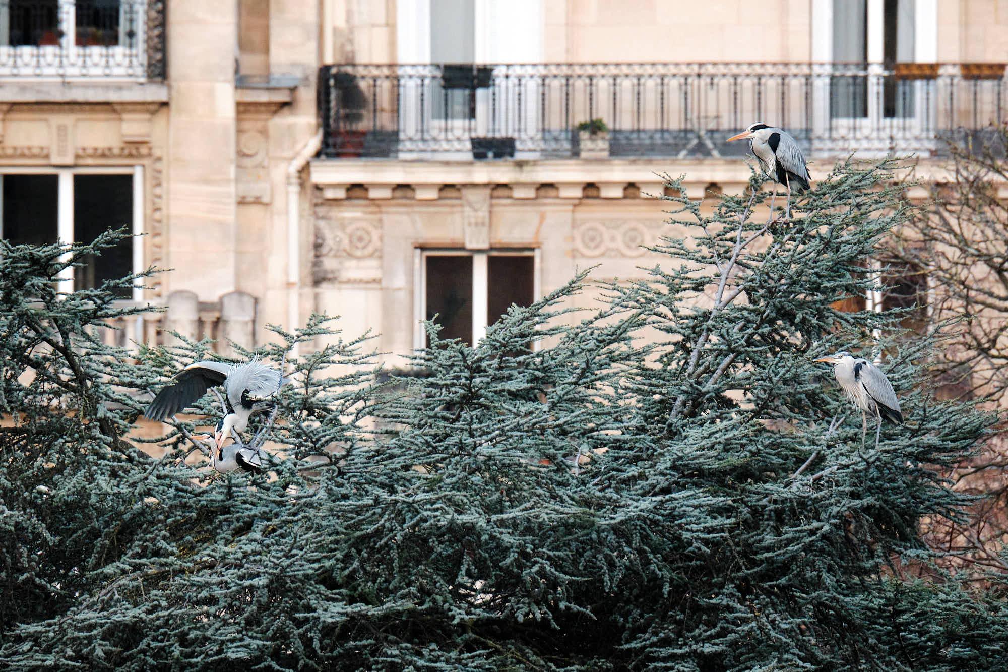 accouplement de hrons dans le centre de Paris
