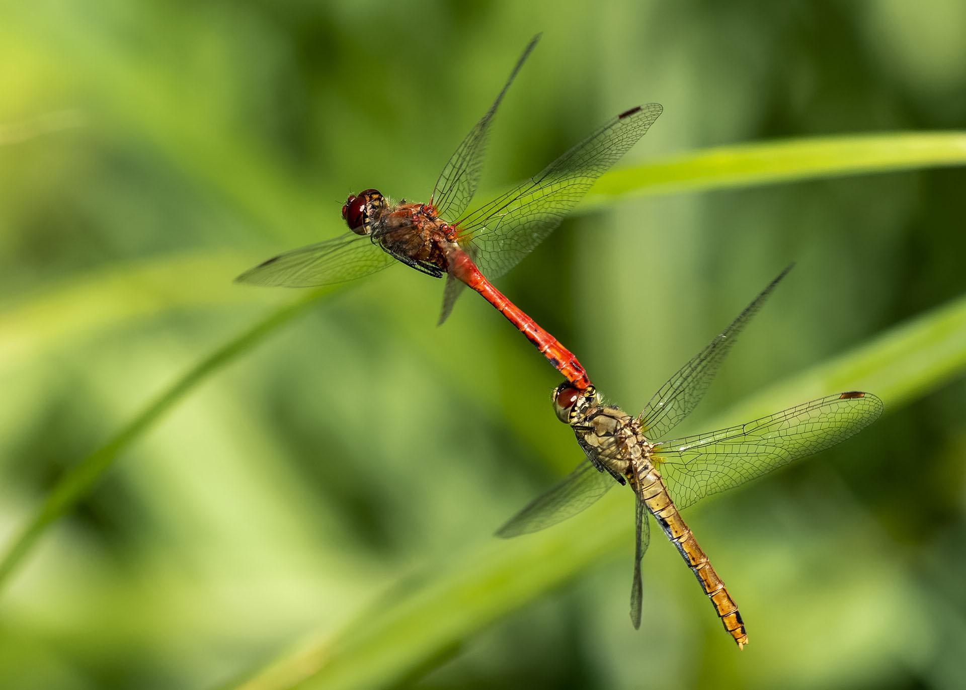 accouplement libellules