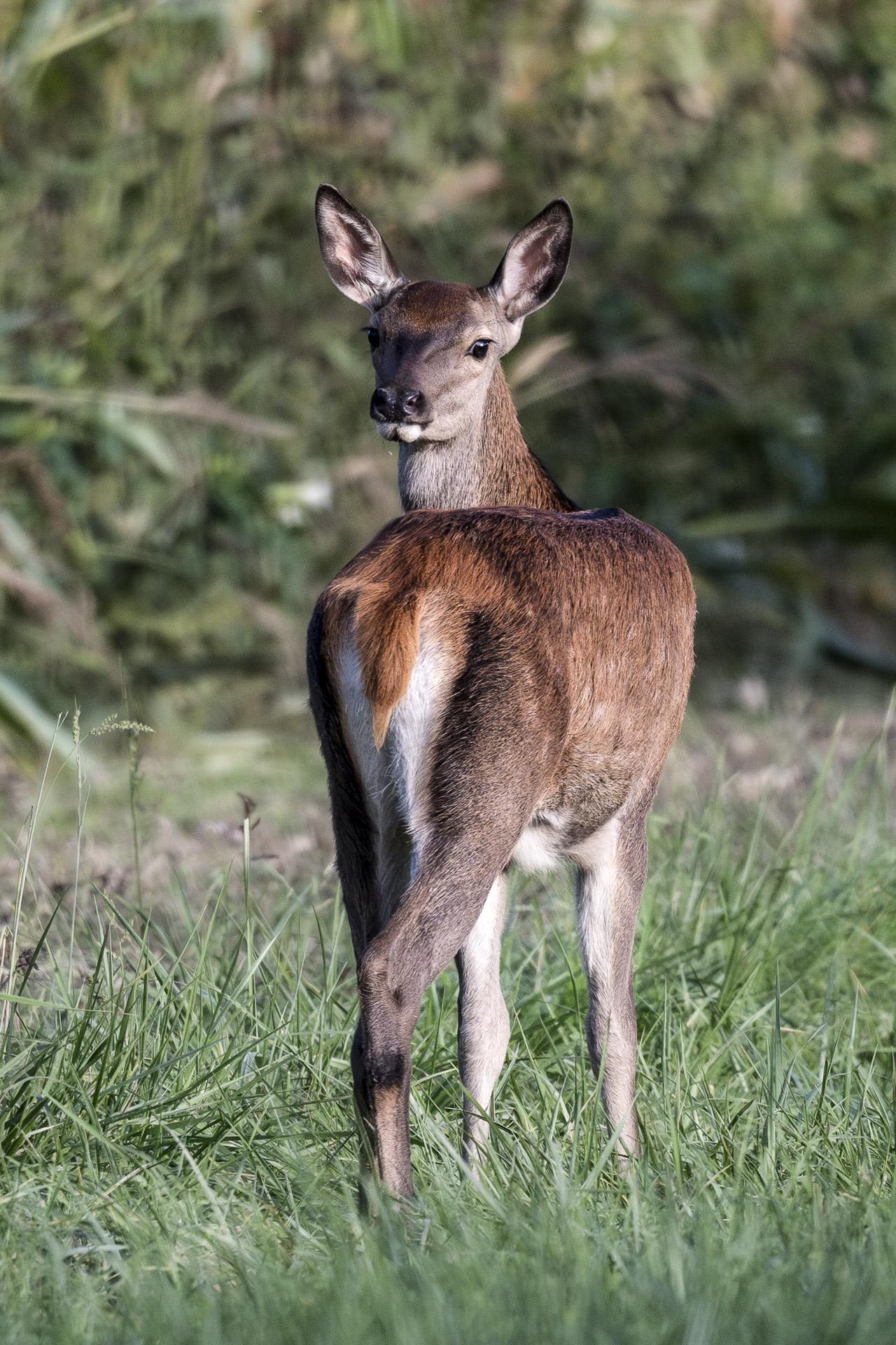 Le regard de la biche