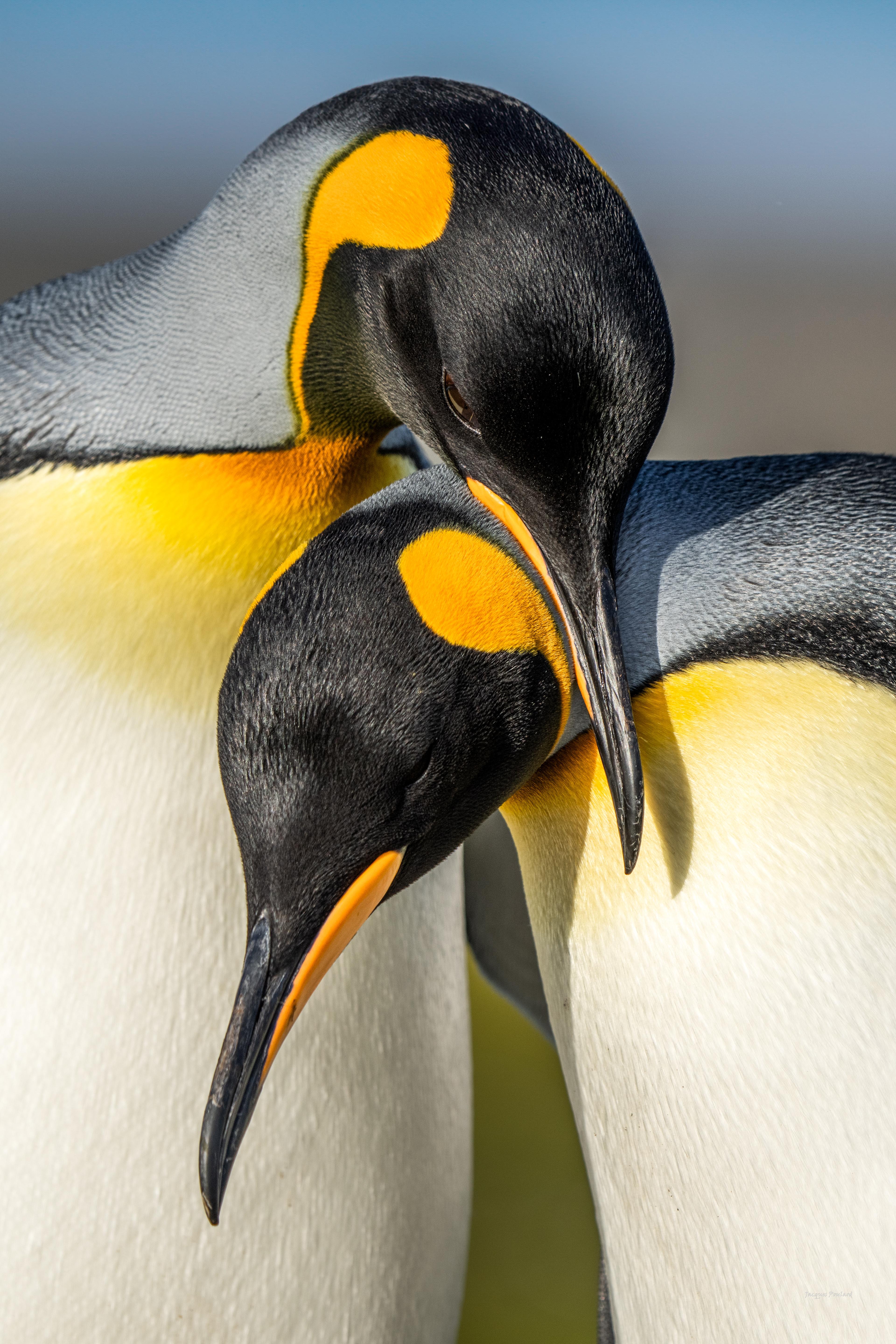 Tendresse