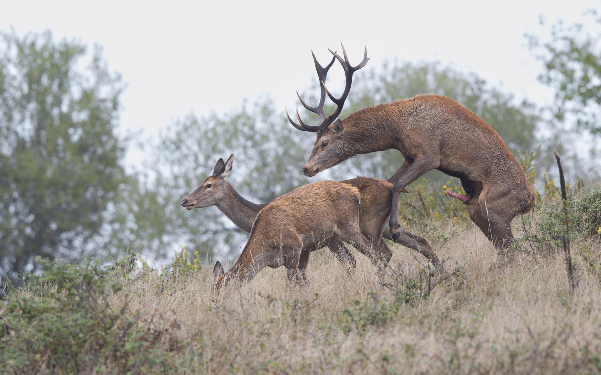 accouplement de cerfs 